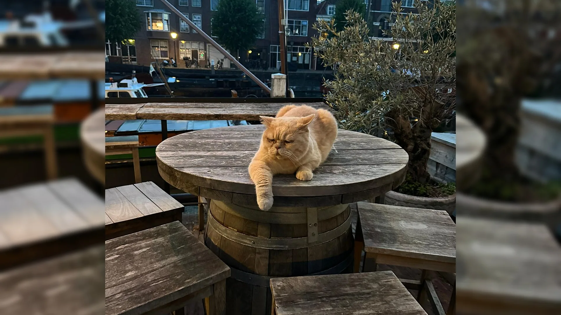 Ontvoerde kat Lex weer terecht: 'Ze hebben hem zelf teruggebracht'