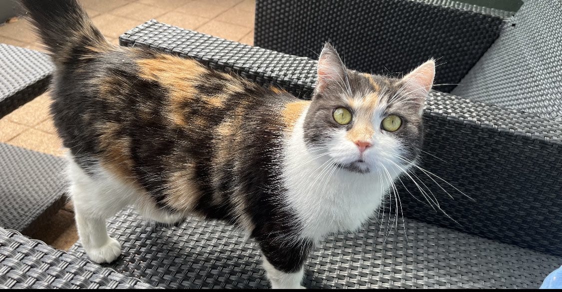 Vlag uit bij huize Wilders: poes Noortje is jarig