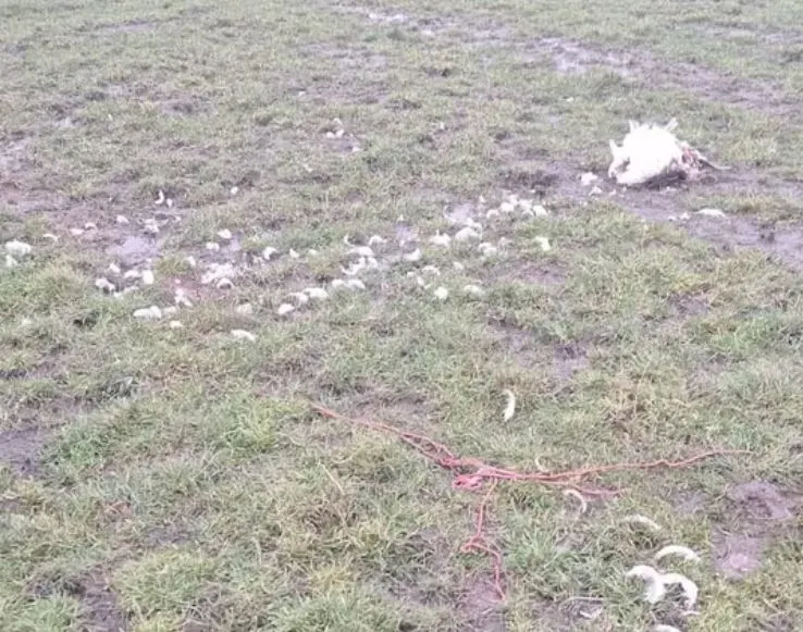 Politie vindt onthoofde zwaan in Soest: 'Dit voelde meteen niet goed'