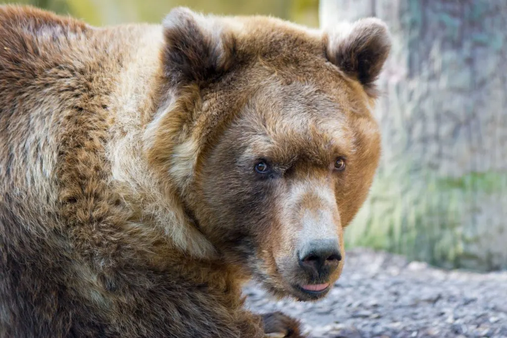 DierenPark Amersfoort neemt afscheid van beer Kokkie (26)