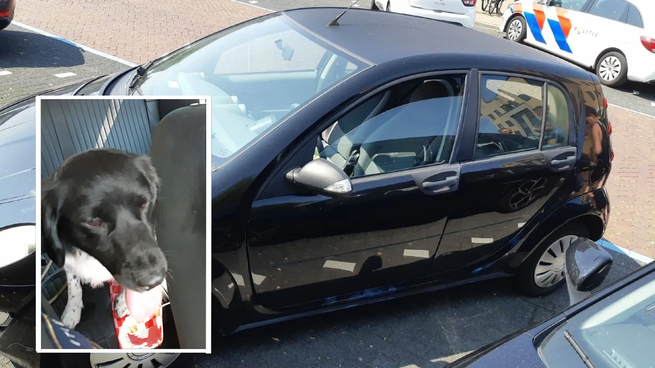 Opnieuw hond gered uit snikhete auto, verdachte aangehouden