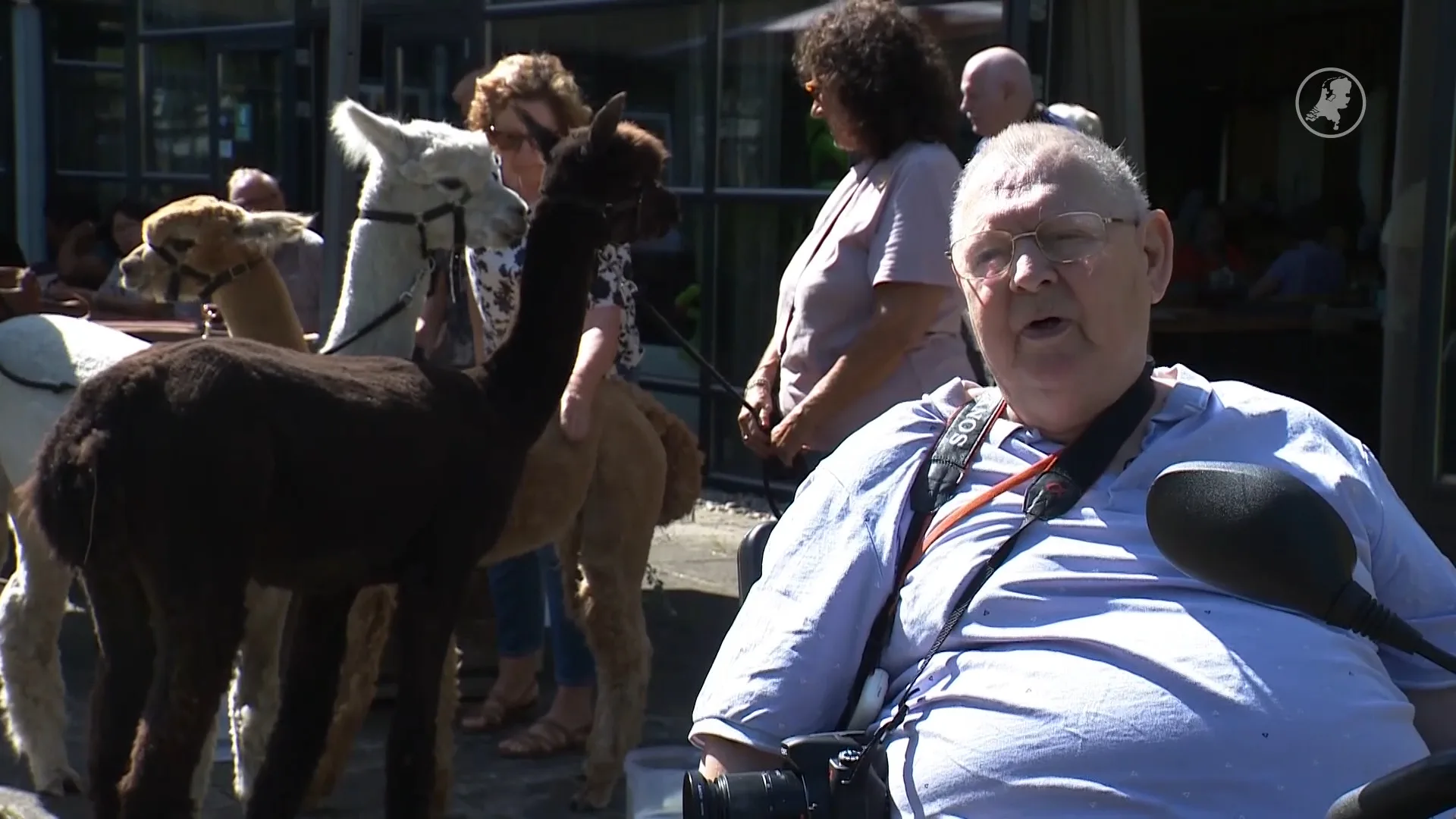 Ongeneeslijk zieke Peter (84) regelt 'afscheidsfeest' met alpaca's om zorgcentrum te bedanken