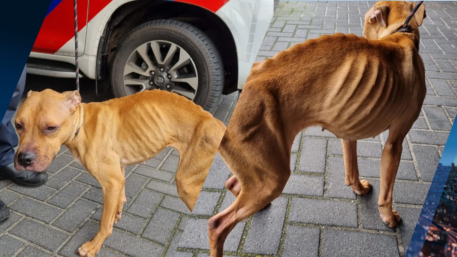 Vel over been: politie neemt broodmagere hond in beslag