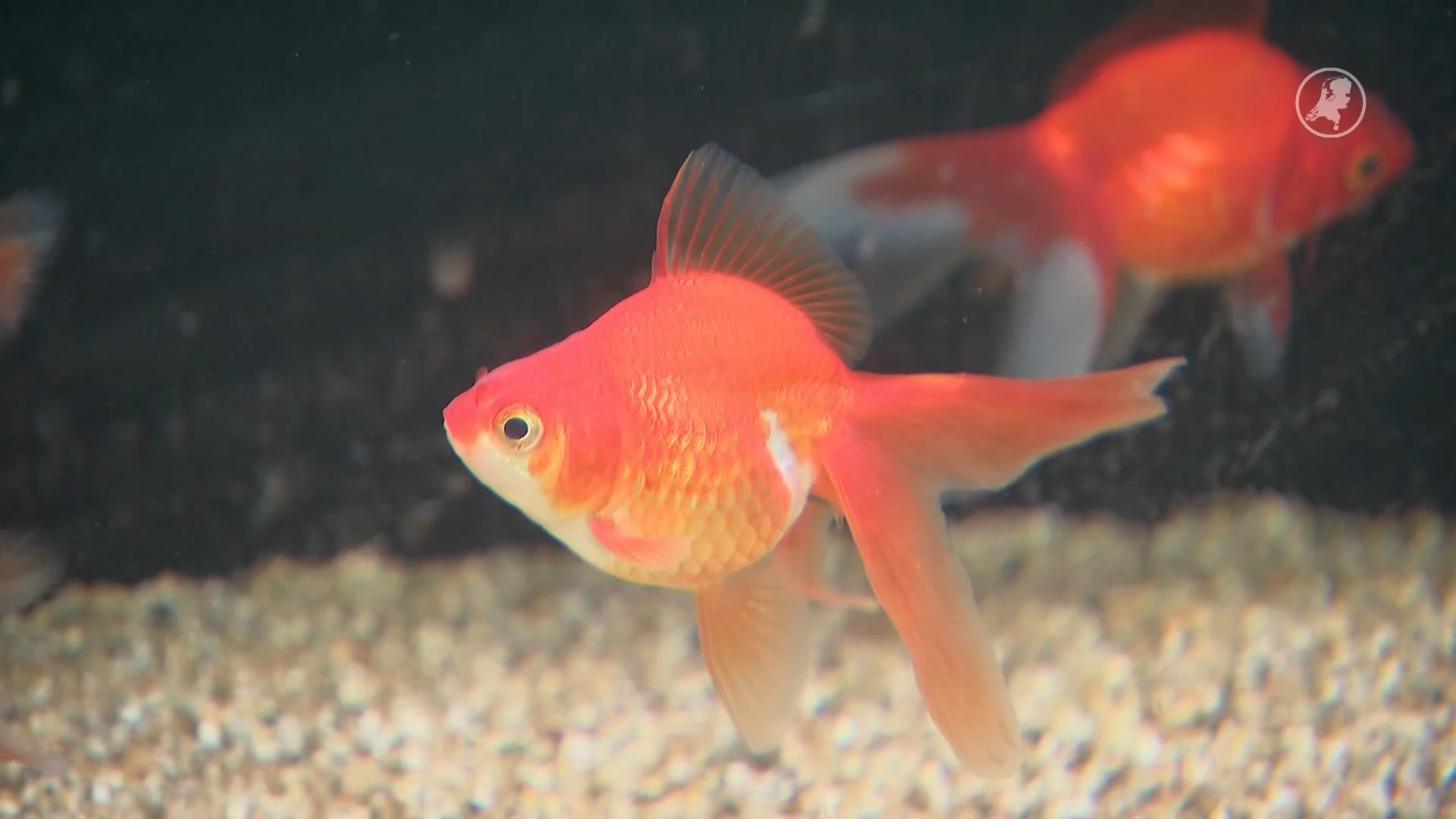 Gedumpte goudvissen bedreigen Nederlandse natuur