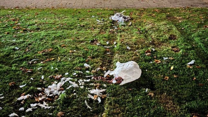 Bebloede veren, bandensporen in het gras: ganzen in Kampen bewust aangereden?