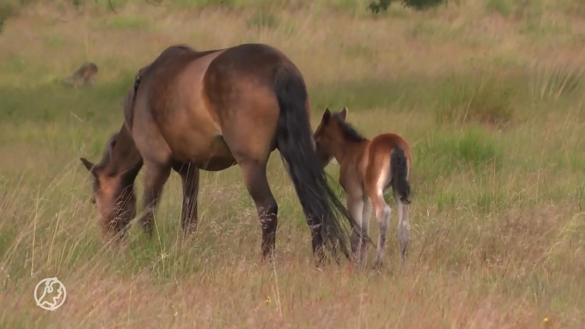 Omwonenden zijn het zat, stappen naar rechter om pony's te redden van de wolf