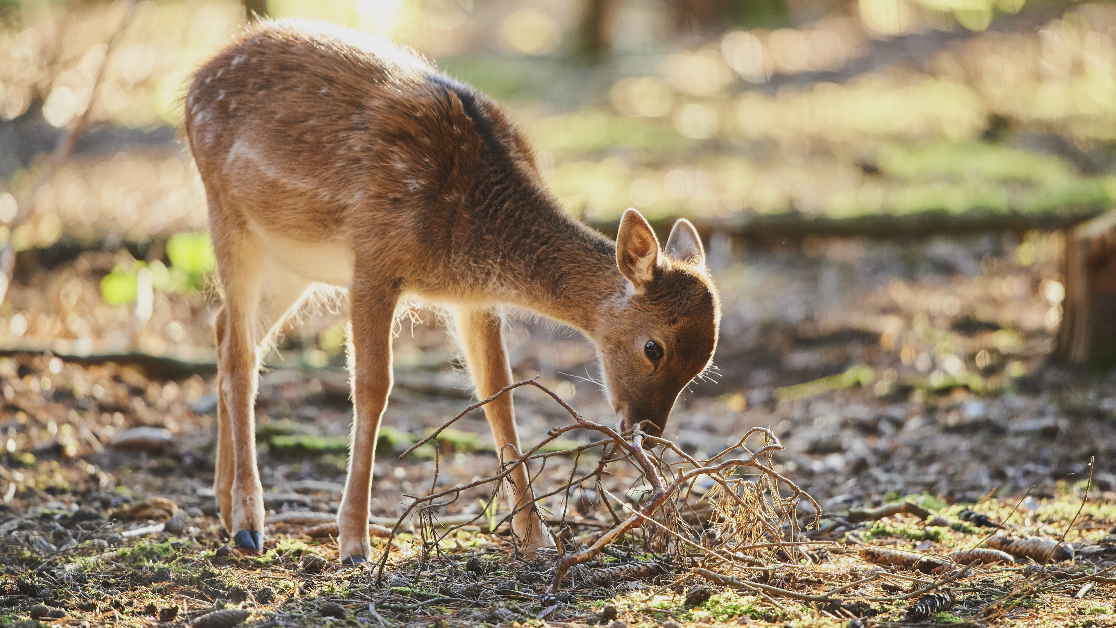 Pasgeboren hertje verdronken bij kinderboerderij: 'Ontzettend verdrietig'