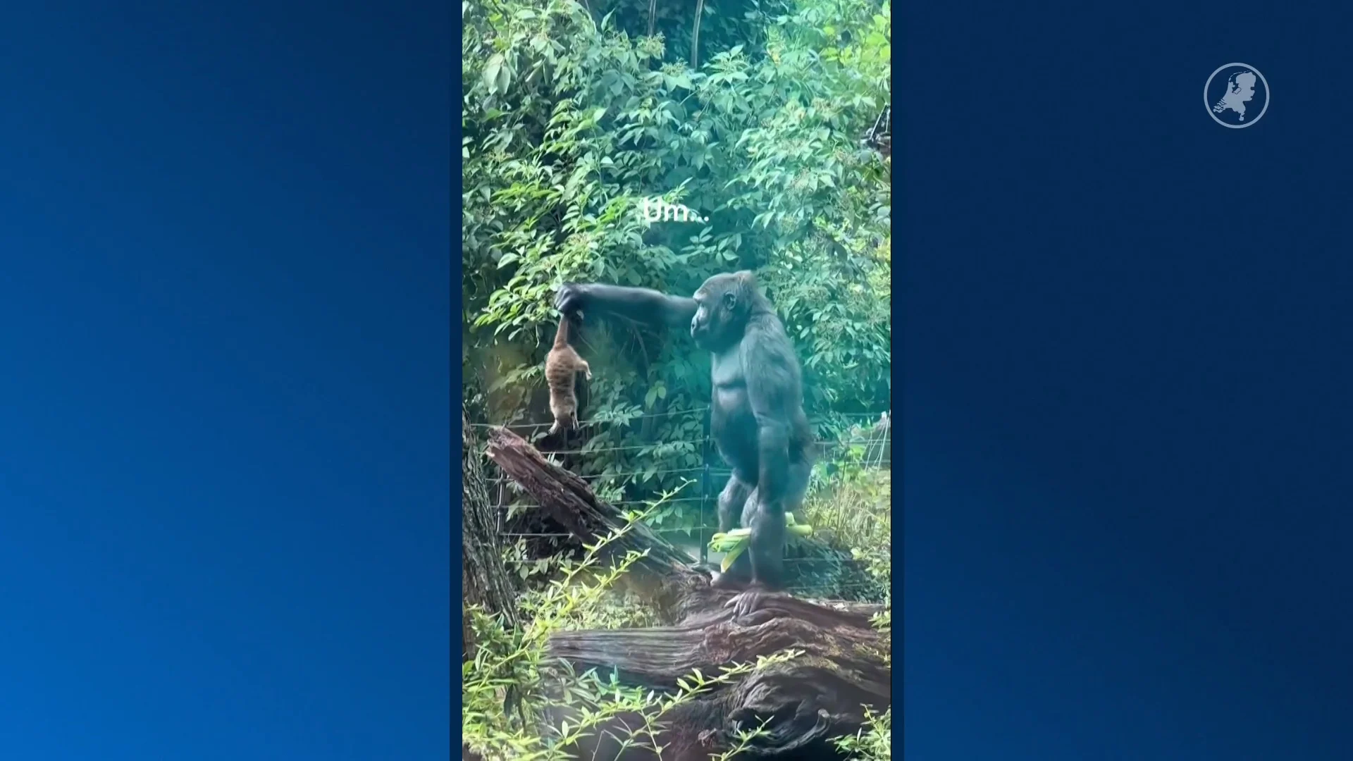Video gaat viraal: gorilla tilt stokstaartje op en laat 'm vallen