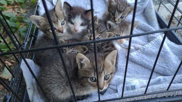 Poes met kittens achtergelaten op parkeerplaats: 'Een niet-dierwaardige manier van lozen'