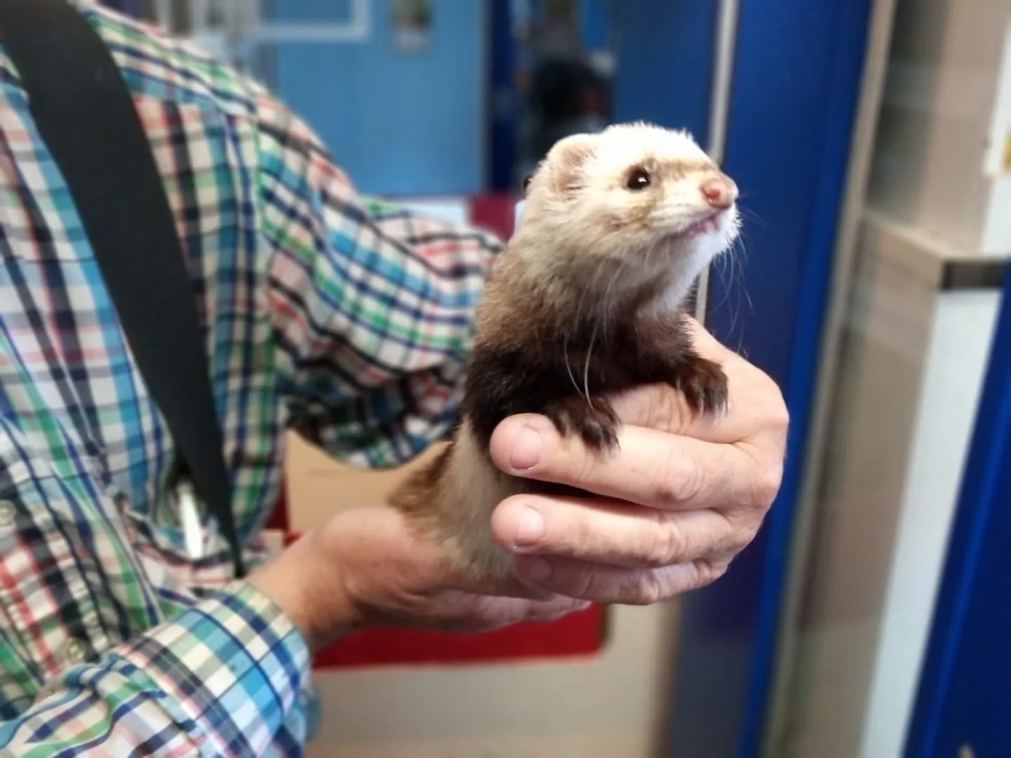 Eigenaar gezocht van jonge loopse fret: 'Ze is heel lief en knuffelbaar'