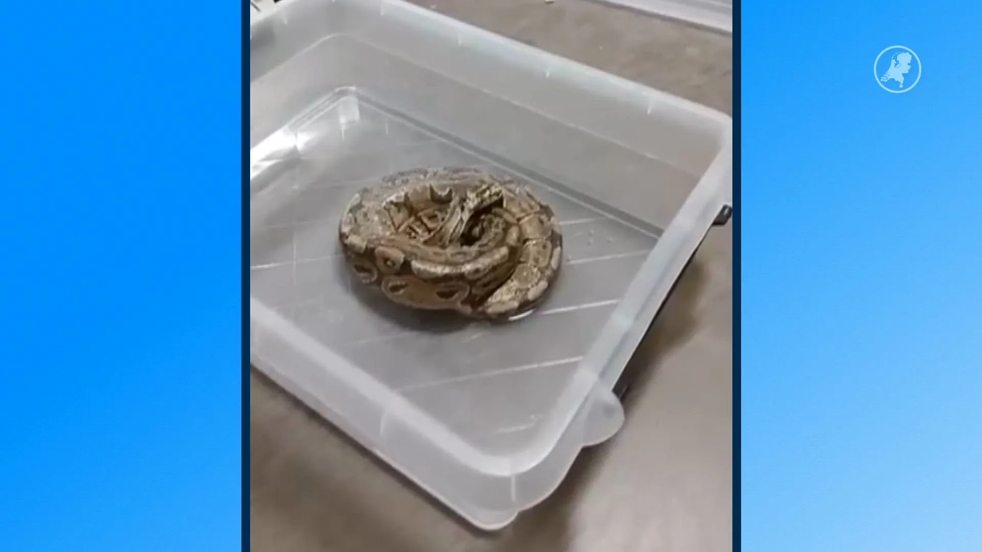 Slang gevonden in bushokje IJsselstein