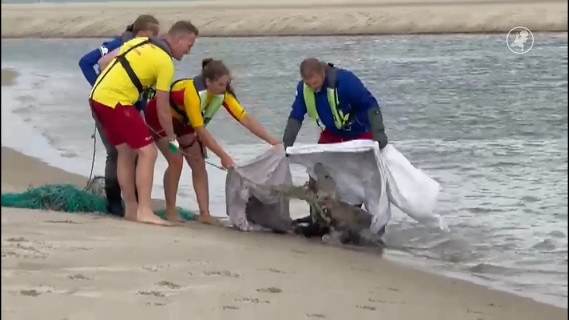 Zeehond met touw om nek gered op zandplaat bij Renesse