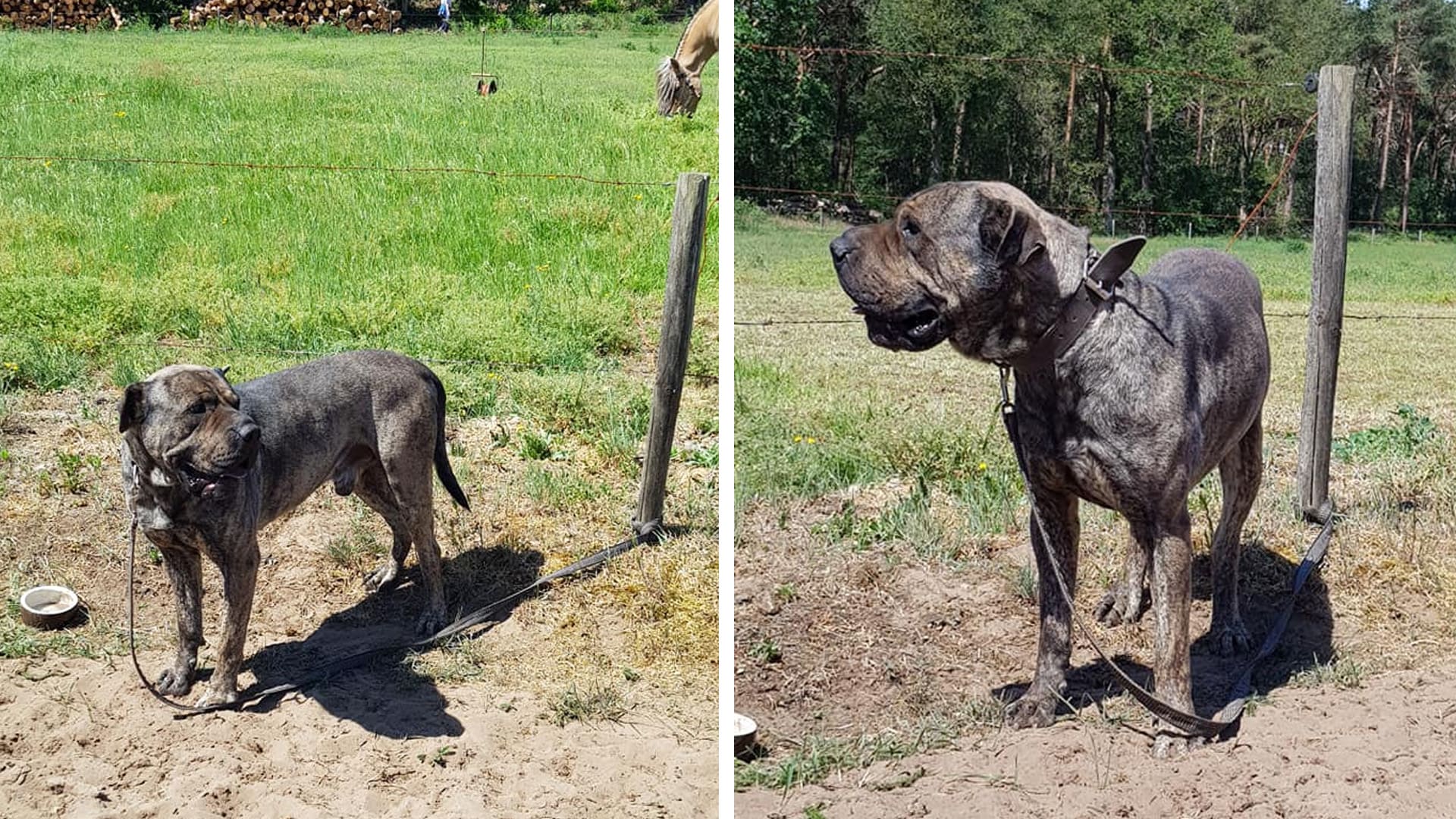 Hond vastgebonden aan paal en in brandende zon achtergelaten