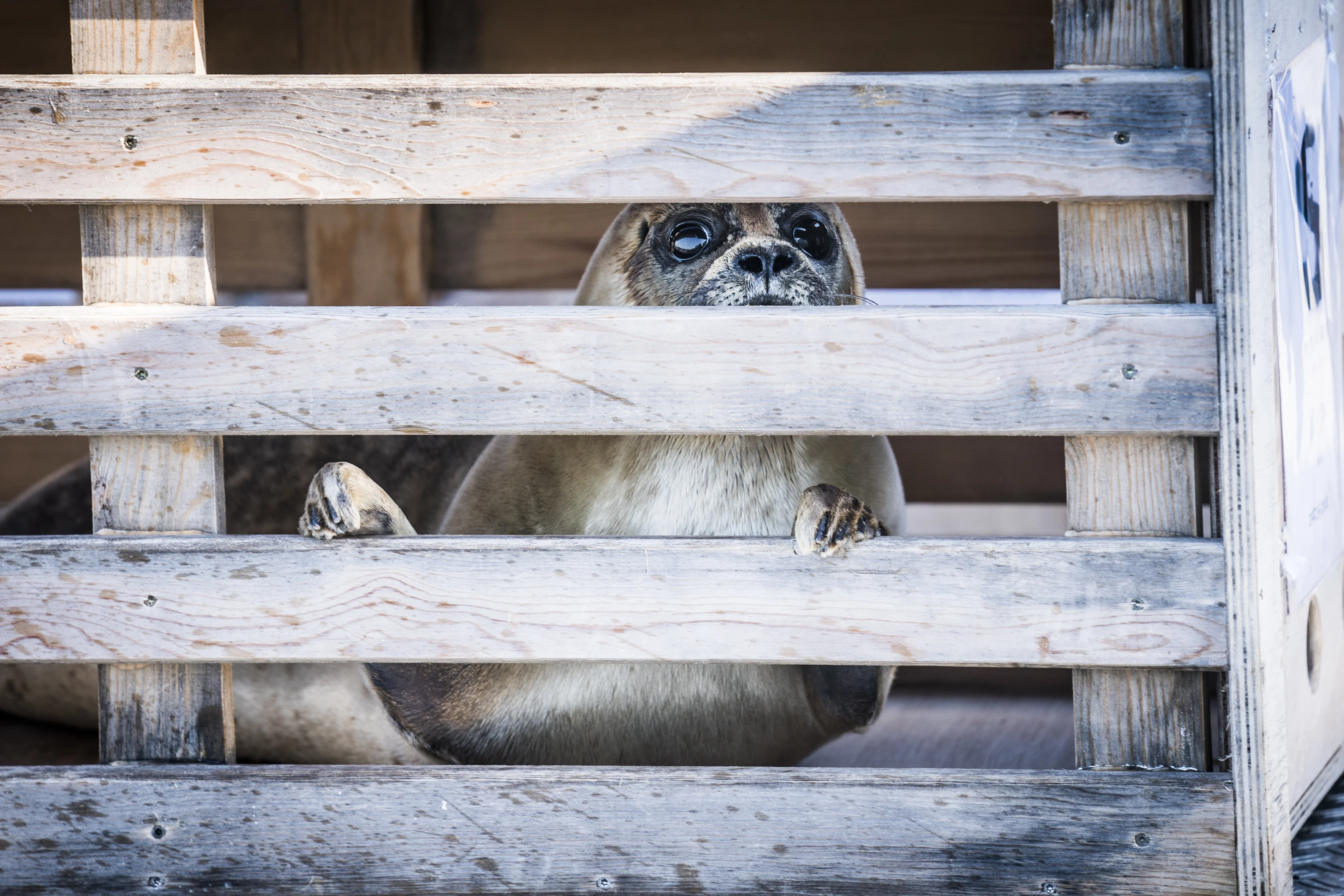 Zeehondencentrum Pieterburen sluit deuren vanwege coronabesmetting
