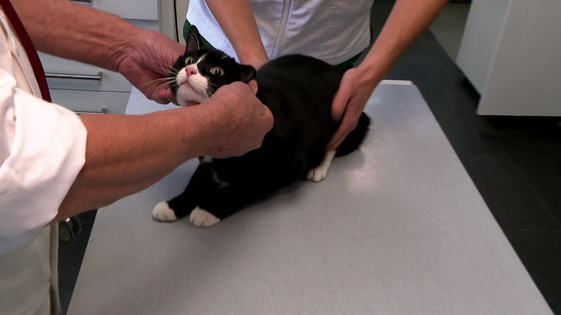 Dierenartsen voor veel Nederlanders onbetaalbaar: 'Buitenlandse ketens verzieken de markt'