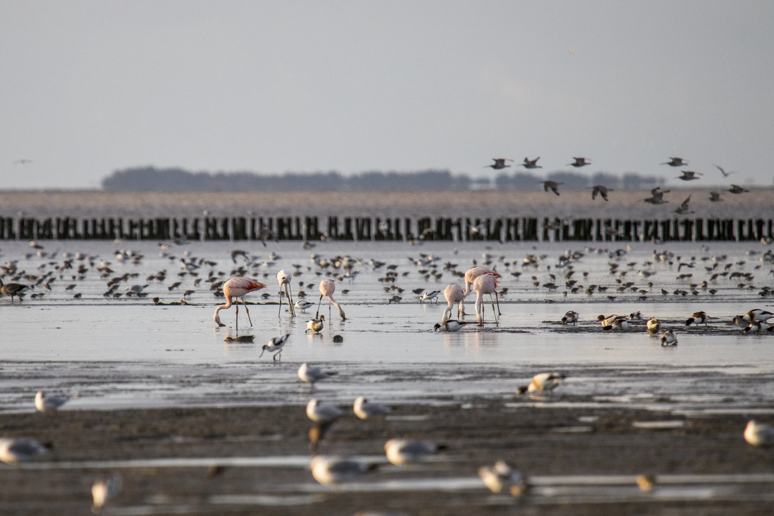 Roze flamingo's stappen rond bij Zwarte Haan
