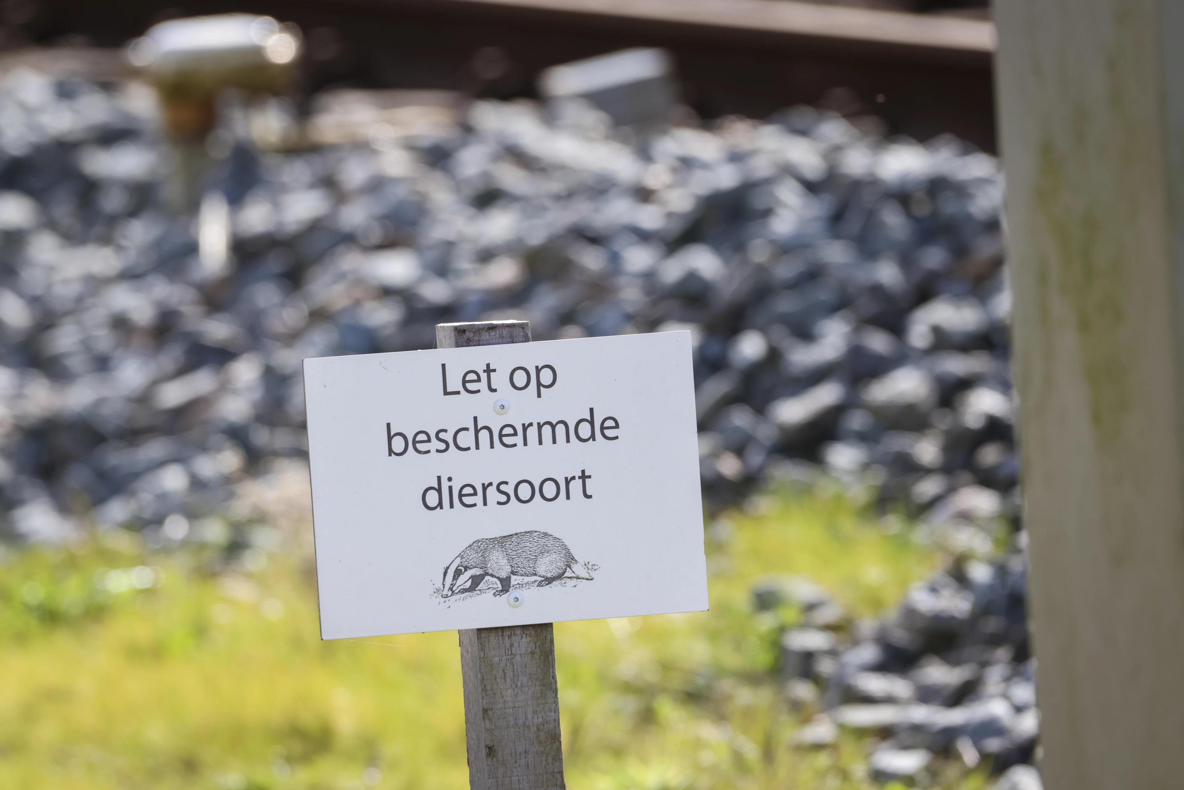 Dassen bij spoor Esch mogen worden weggehaald, mogelijk snel weer treinverkeer