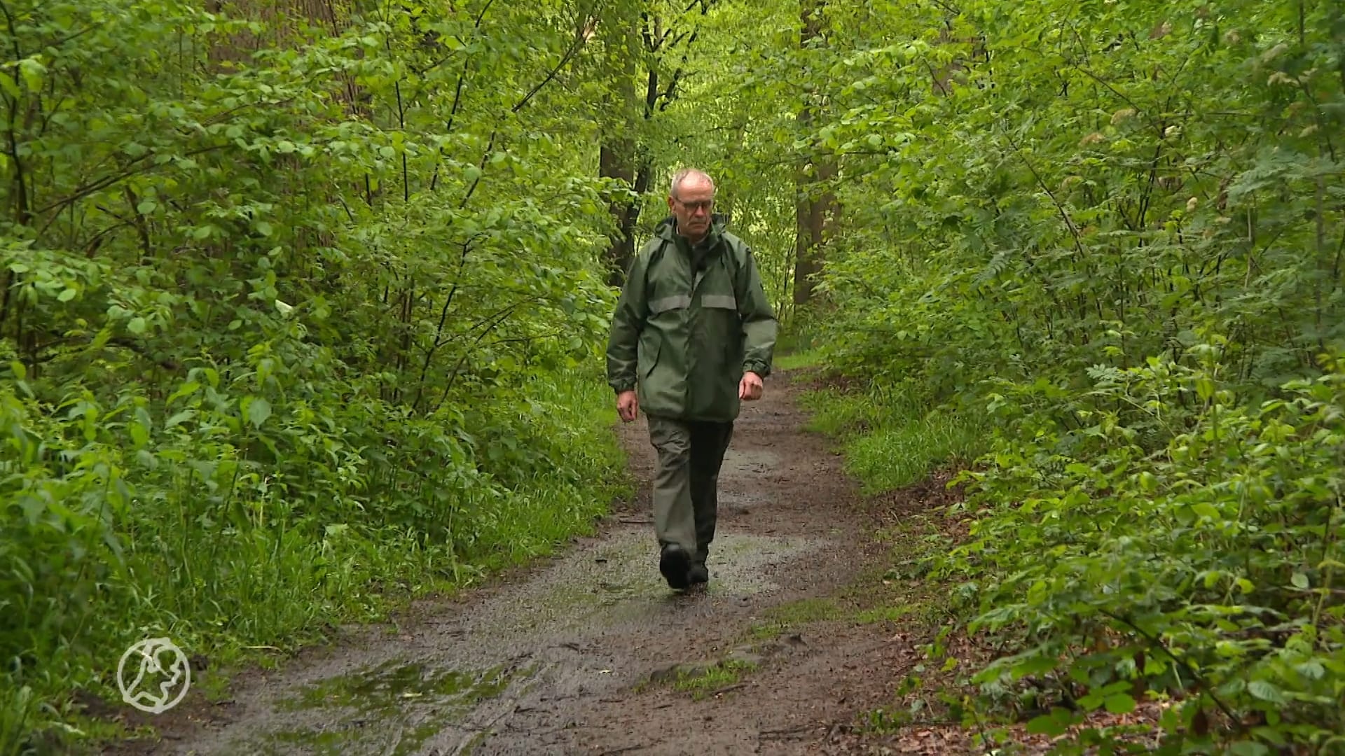 Nat voorjaar blijkt zegen voor de natuur: bossen in jaren niet zo groen geweest