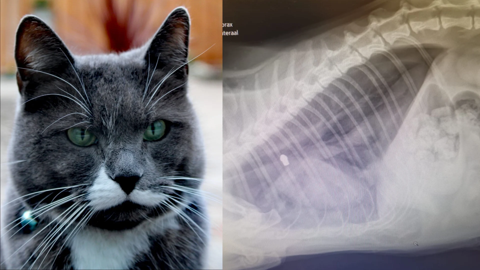 Kat Nola vecht voor haar leven door kogeltje in haar borst: 'Dadelijk gaan ze ook op kinderen schieten'