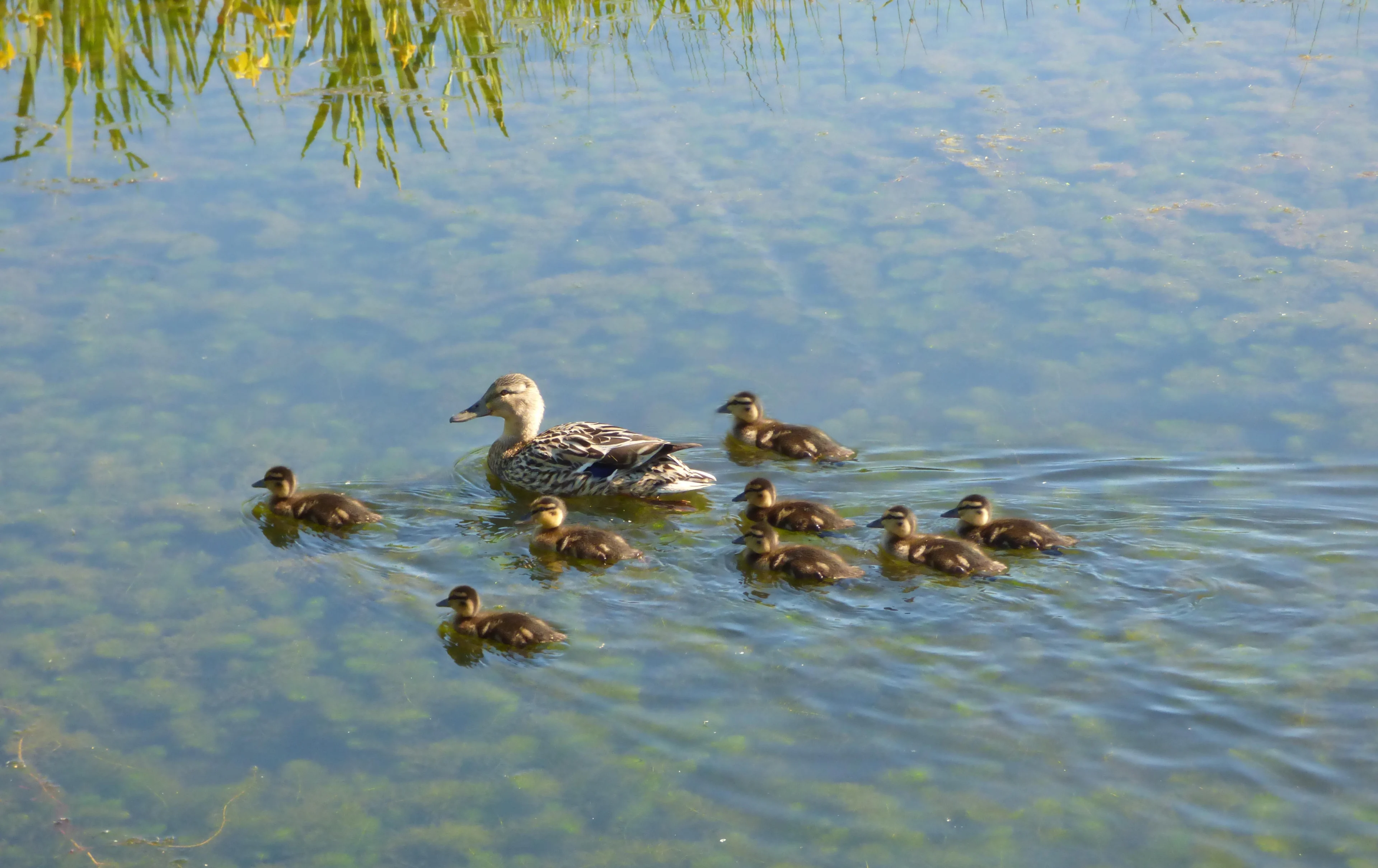 Moeder Natuur trakteert moeders op zomerse Moederdag