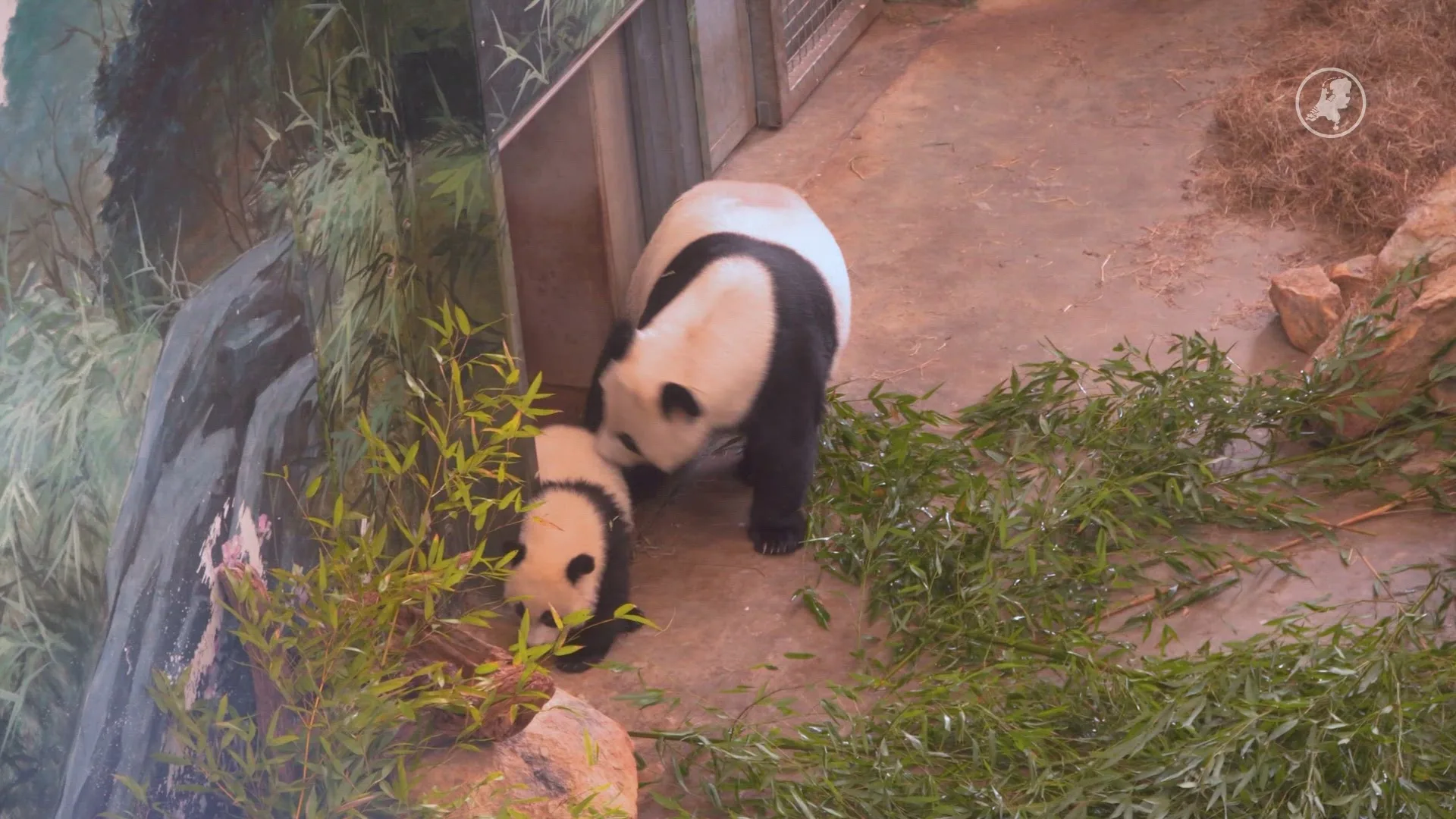Pandajong zet eerste stapjes in binnenverblijf Ouwehands Dierenpark