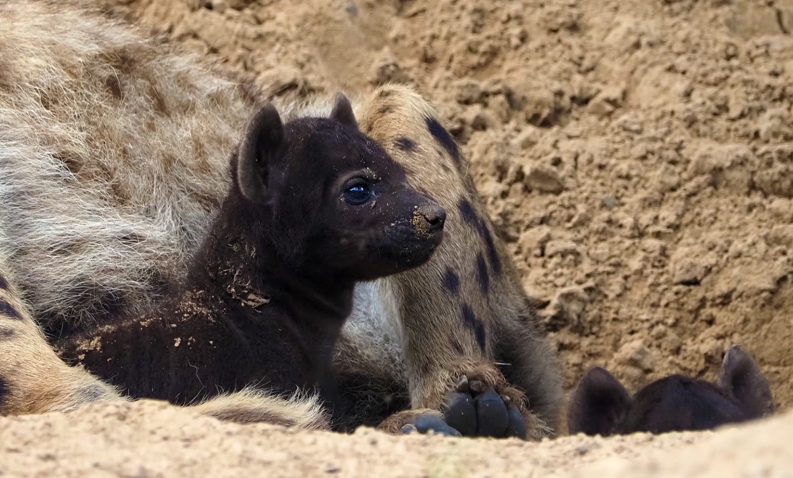 Cute: twee hyenaatjes geboren in Safaripark Beekse Bergen