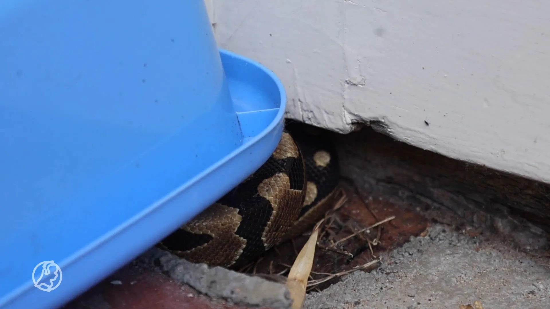 Vrouw vindt enorme slang in haar tuin (en het is geen tuinslang)