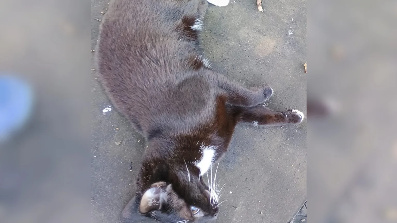 Kat van Dennis doodgeschoten op dak: 'Een kogel tussen zijn ogen' 