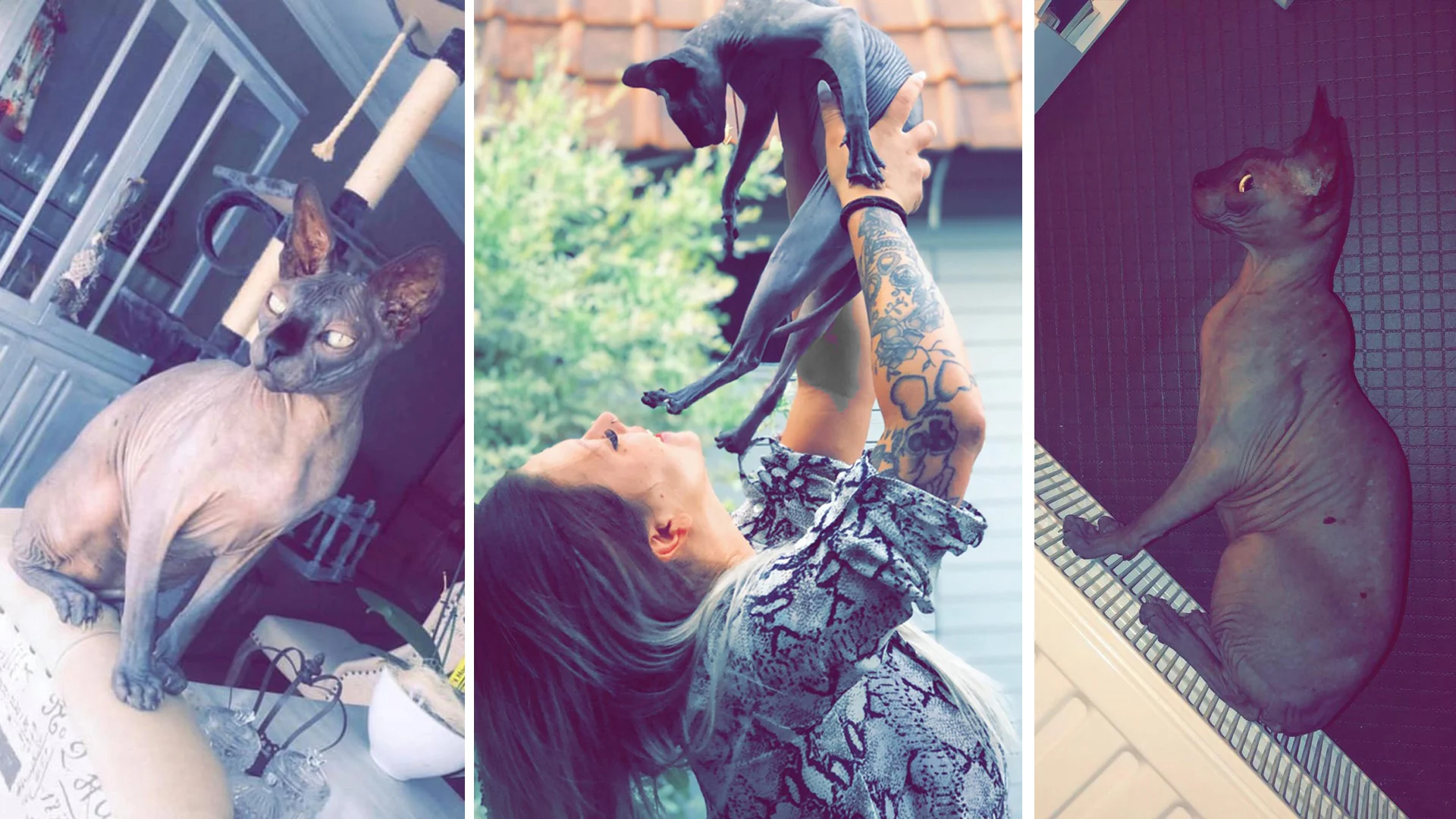 'Kostbare' naaktkat Thor al maandenlang spoorloos, wordt nu te koop aangeboden op internet