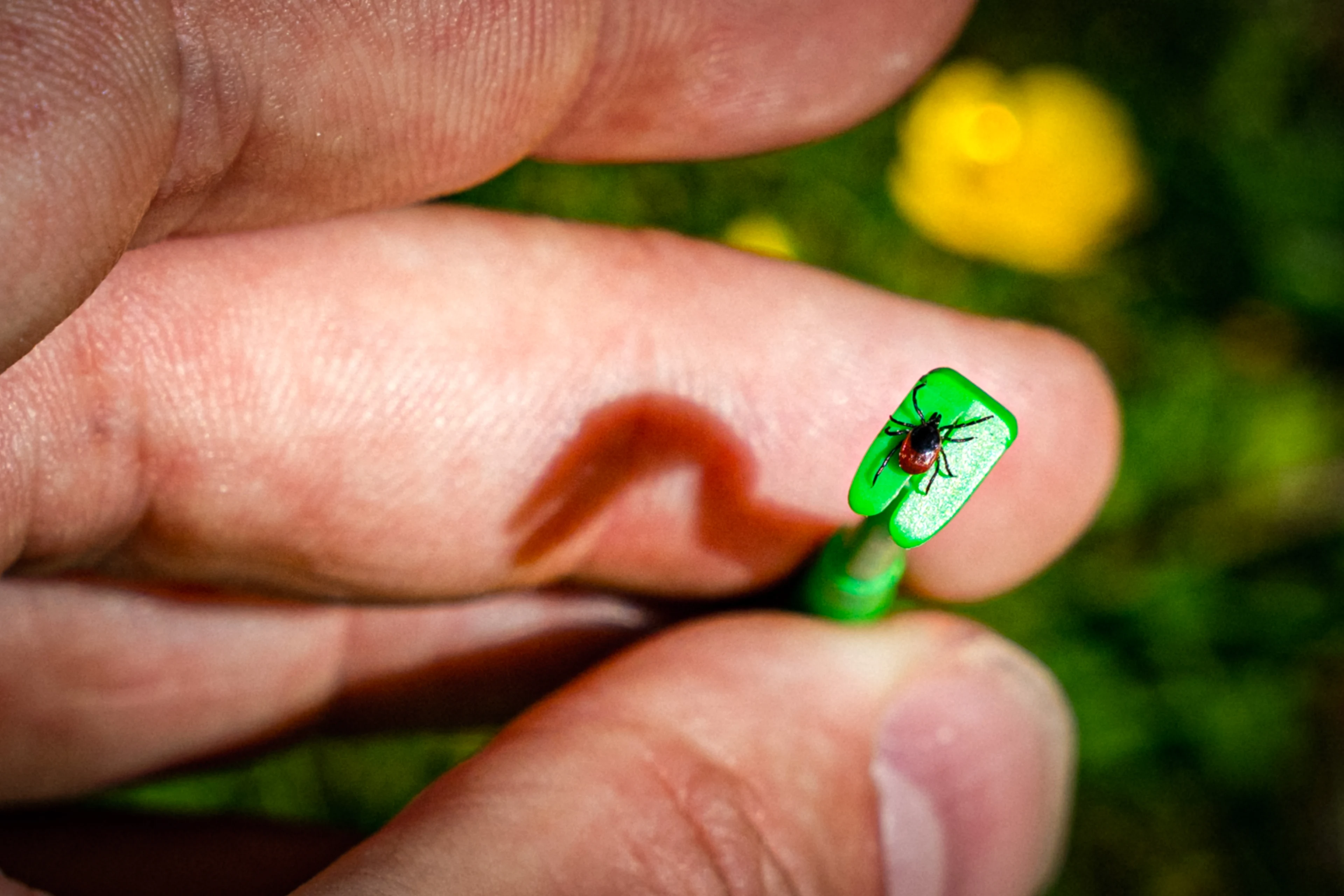 Gezondheidsraad: 'Geef werknemers vaccin tegen ziekte door tekenbeet' 