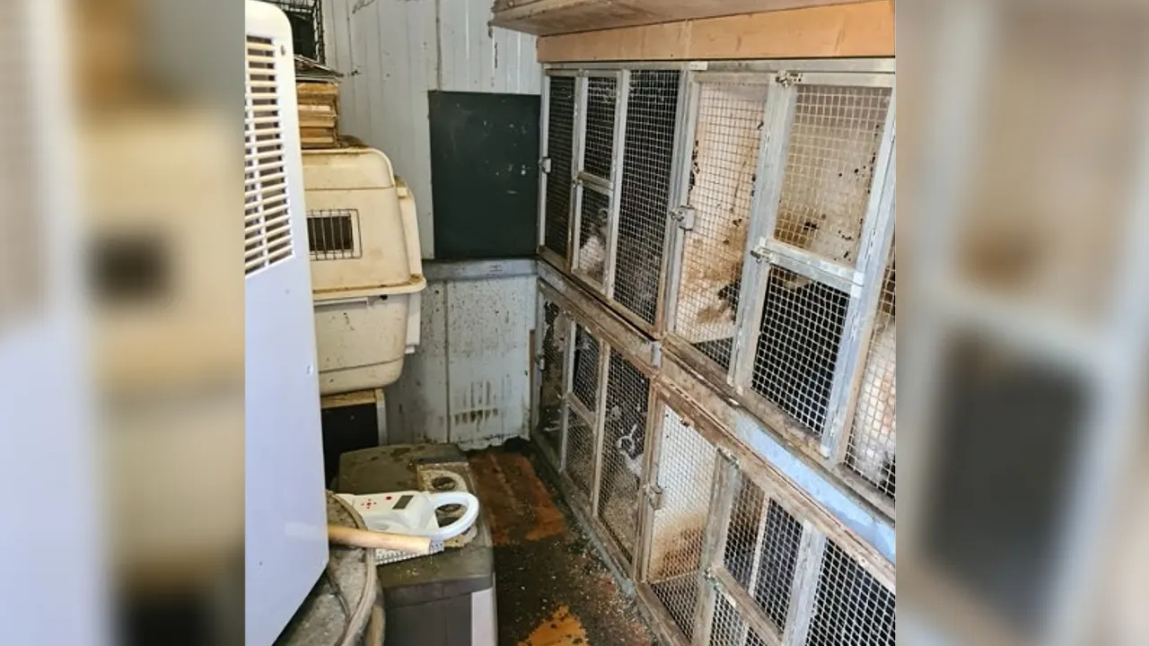 Dierenpolitie redt tientallen verwaarloosde honden uit woning in Utrecht