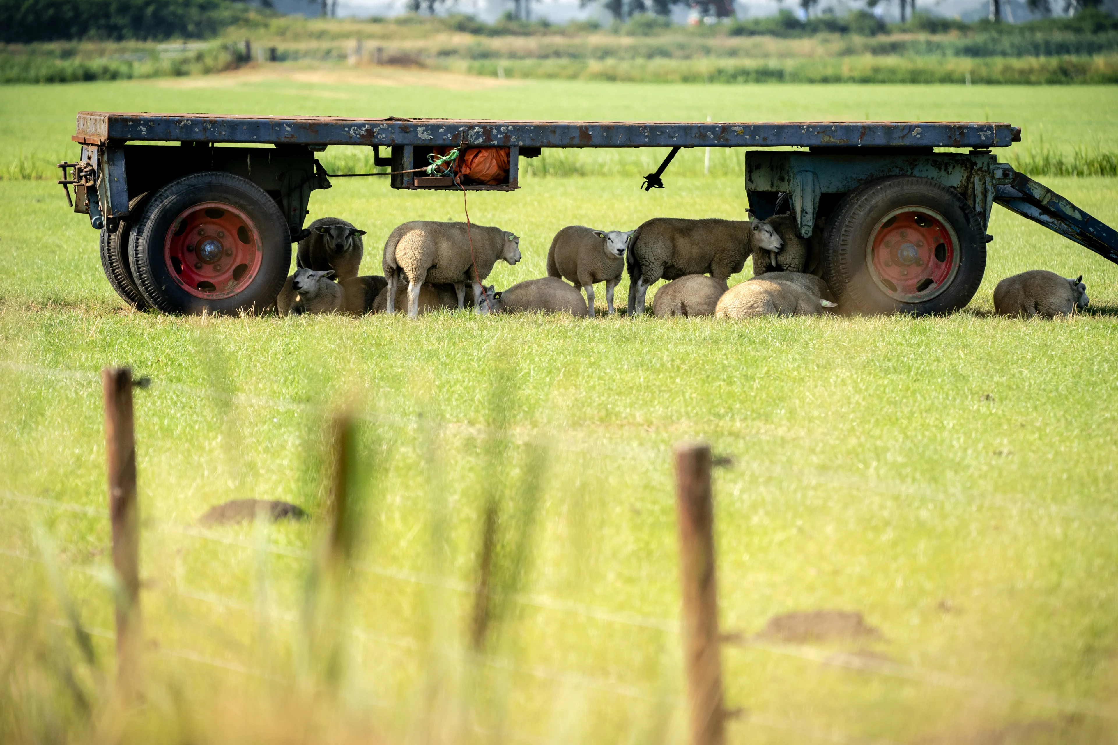 Wakker Dier na hittegolf: boeren moeten hun vee meer schaduw bieden