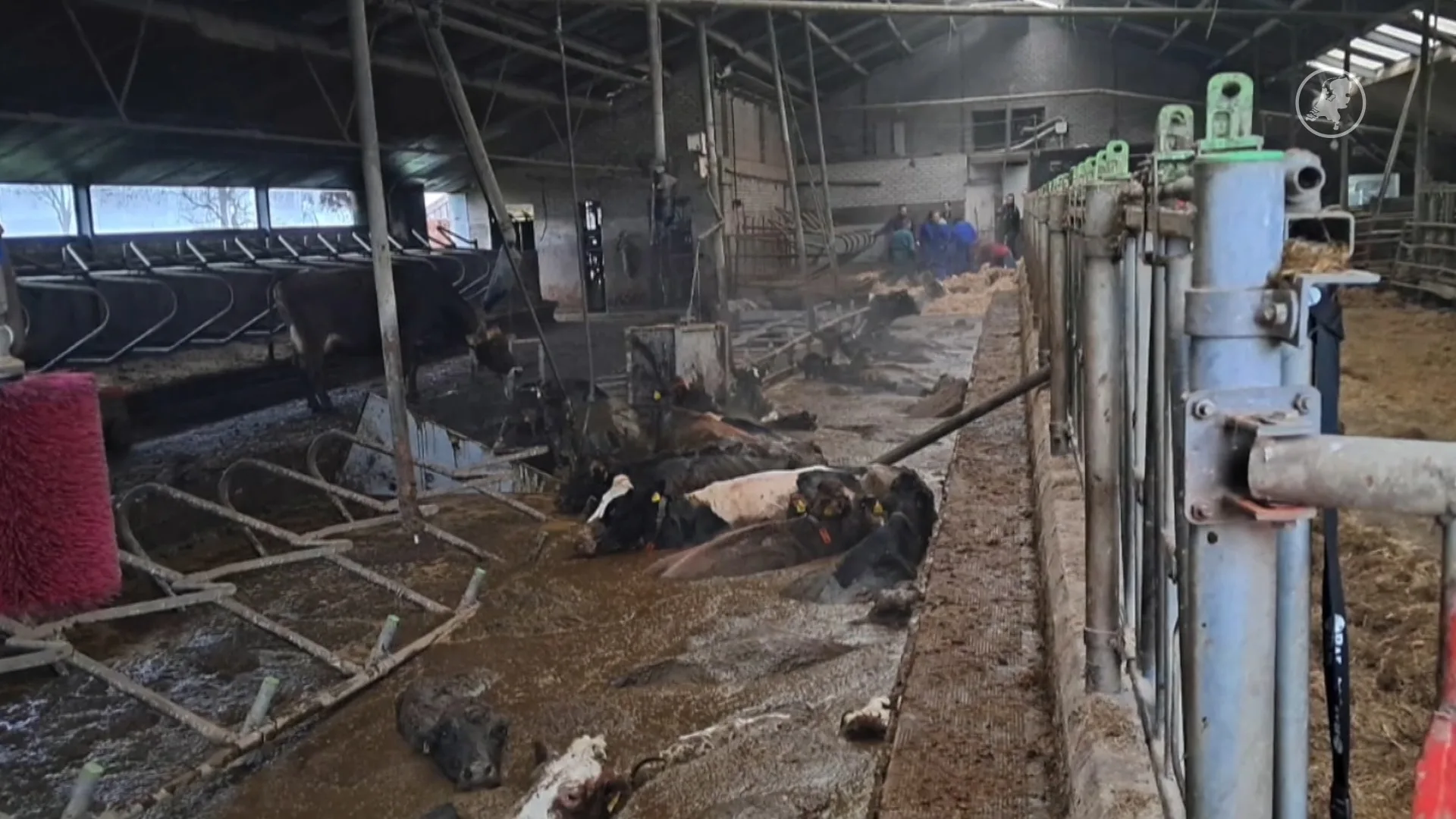 Alle veertig door stalvloer gezakte koeien Westbroek in veiligheid gebracht