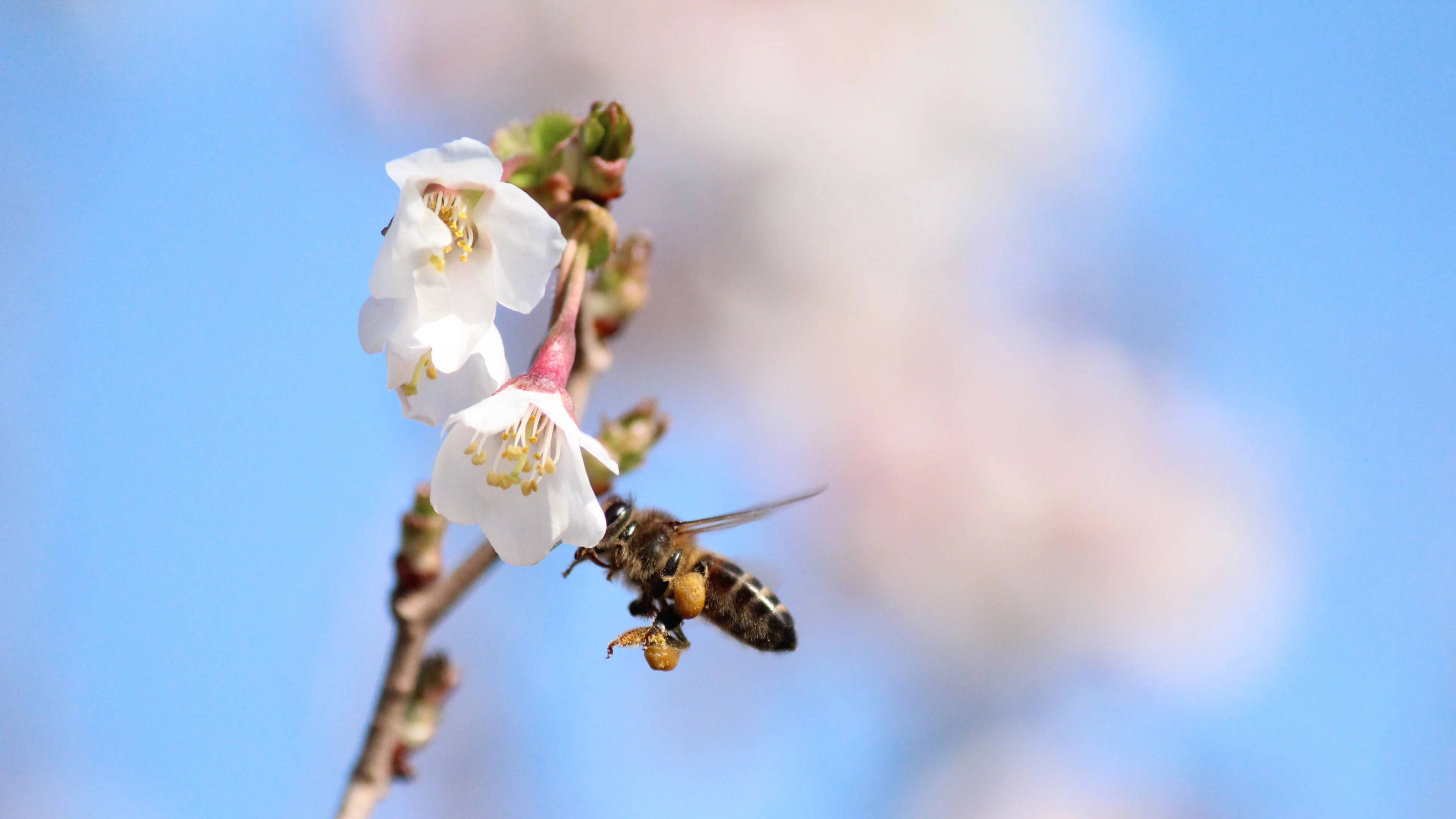 Haal die zomerkleding maar uit de kast: nog meer zonnige dagen op komst