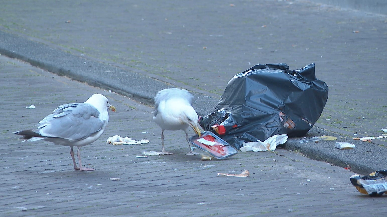 Hagenezen zijn meeuwenterreur meer dan zat: 'Ze vallen zelfs kinderen aan'