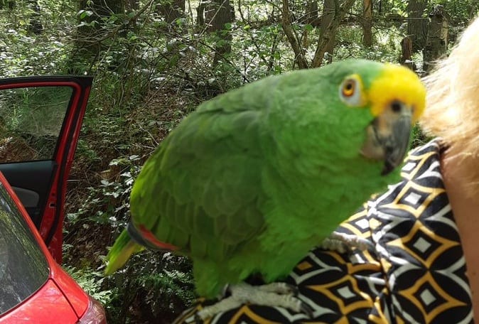 Papegaai kwijt? Oproep na vondst groene amazonepapegaai in Gieten