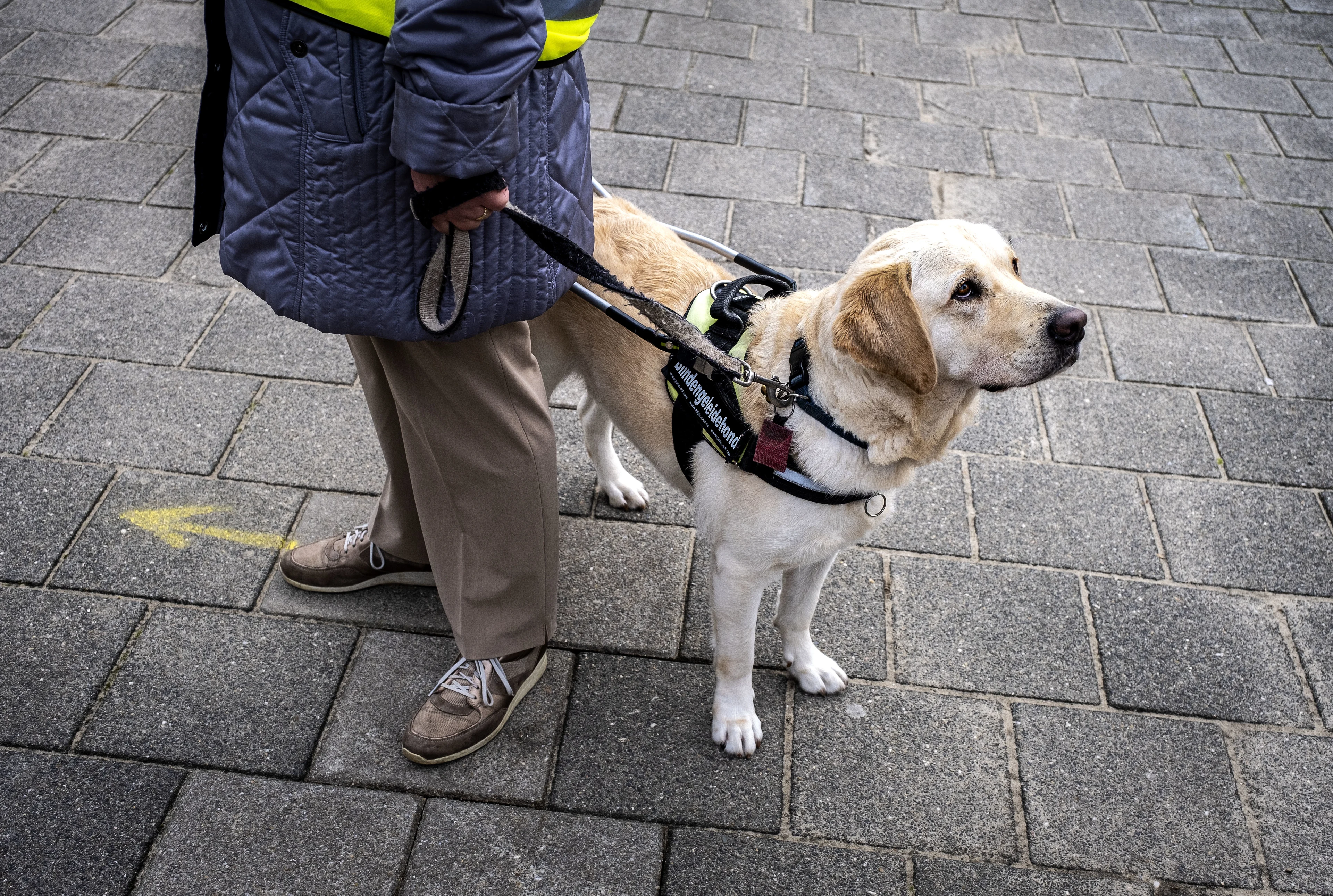 Hulphonden worden onterecht geweigerd: poten blijken schoner dan schoenzolen van baasje
