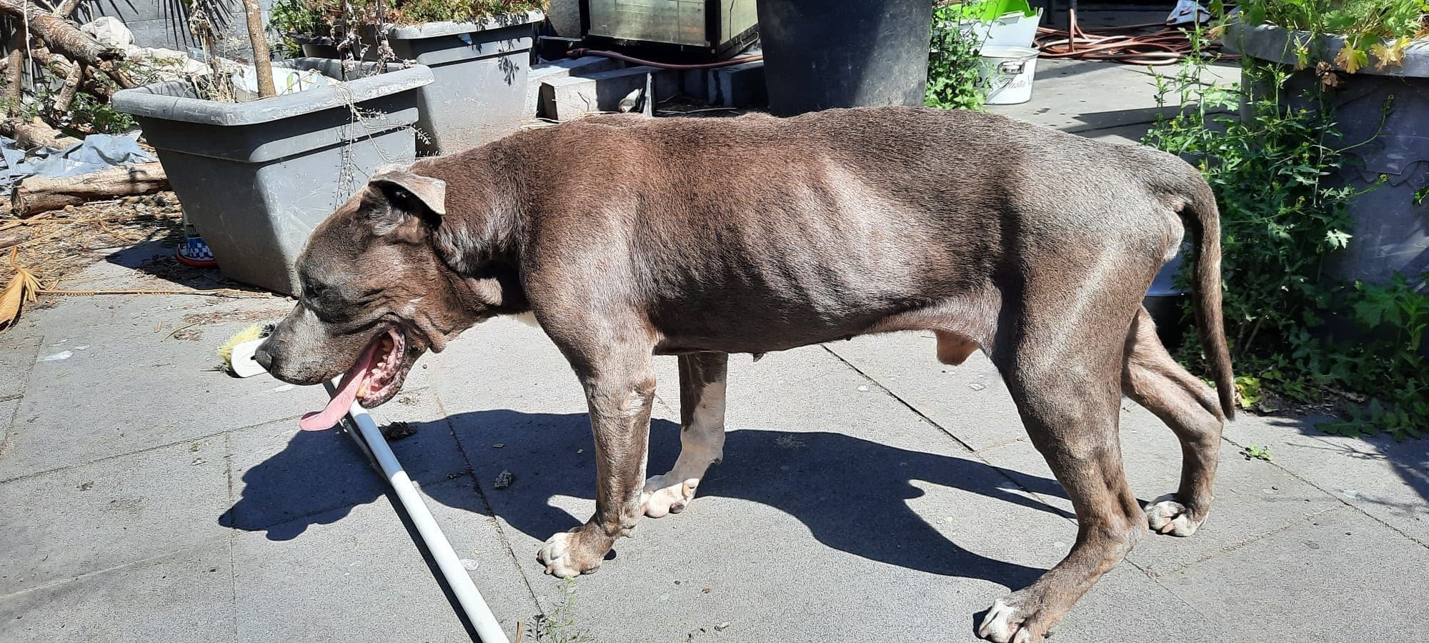 Graatmagere hond leeft tussen uitwerpselen in Nijmeegse rommeltuin