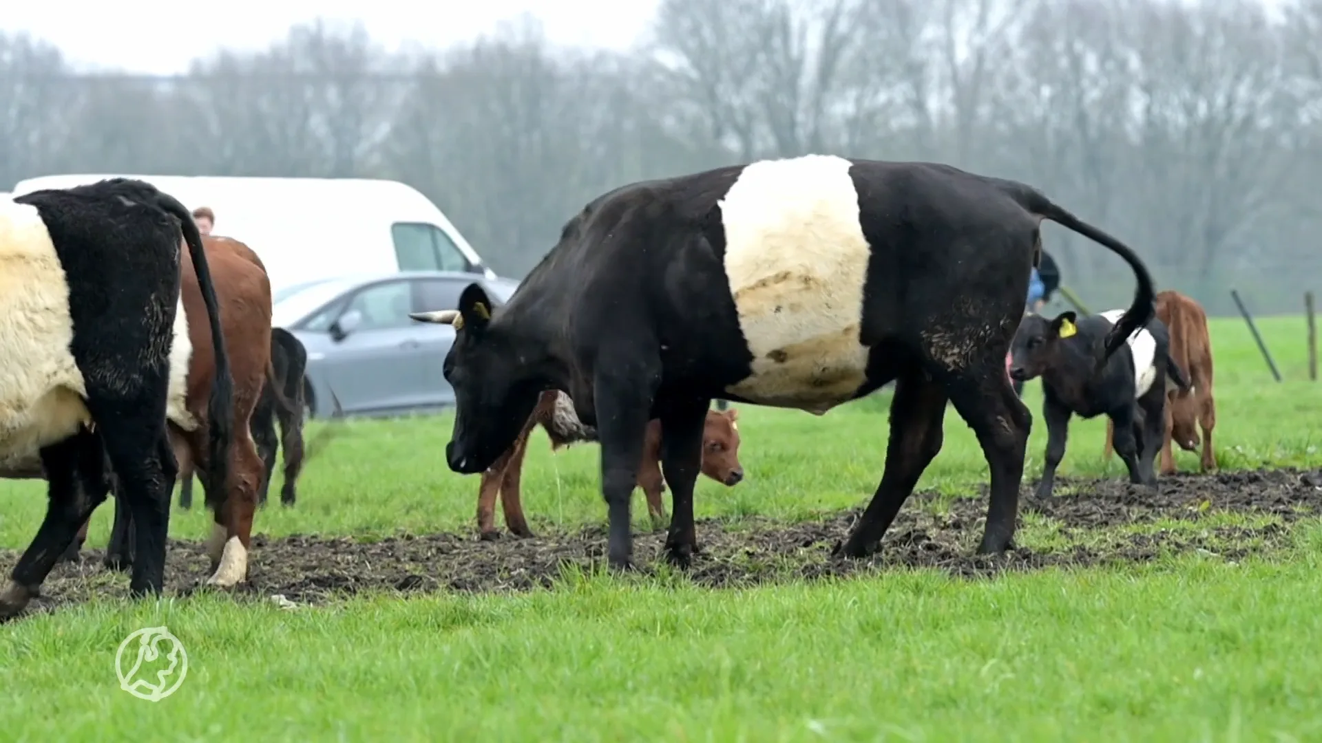 ZIEN: zo intens genieten Lakenvelder koeien van eerste schreden in het weiland