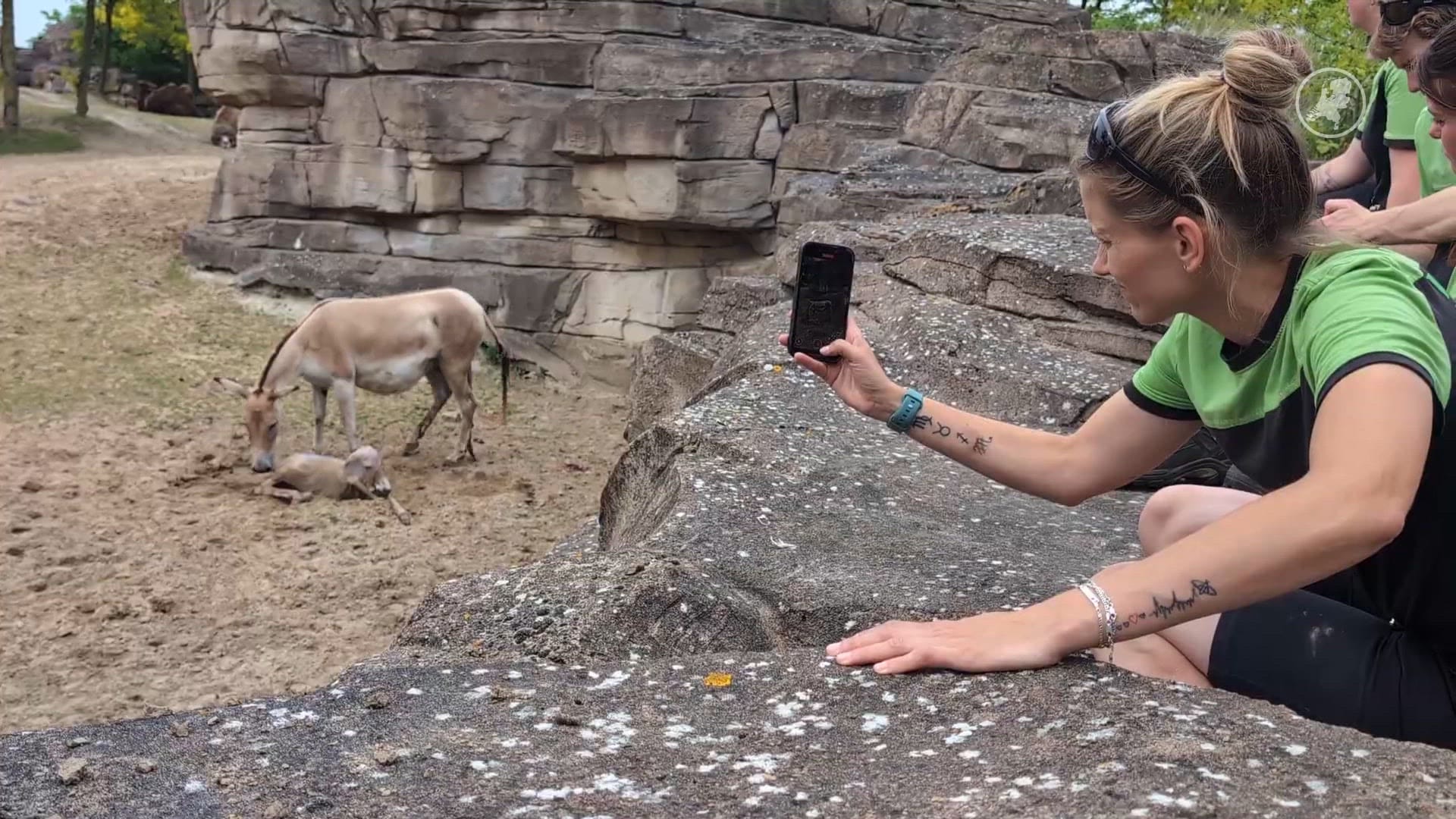 Feest in WILDLANDS Emmen: onager geboren