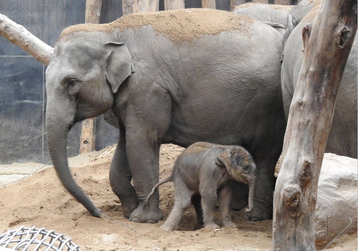 Dit schattige beestje huppelt sinds vandaag door DierenPark Amersfoort