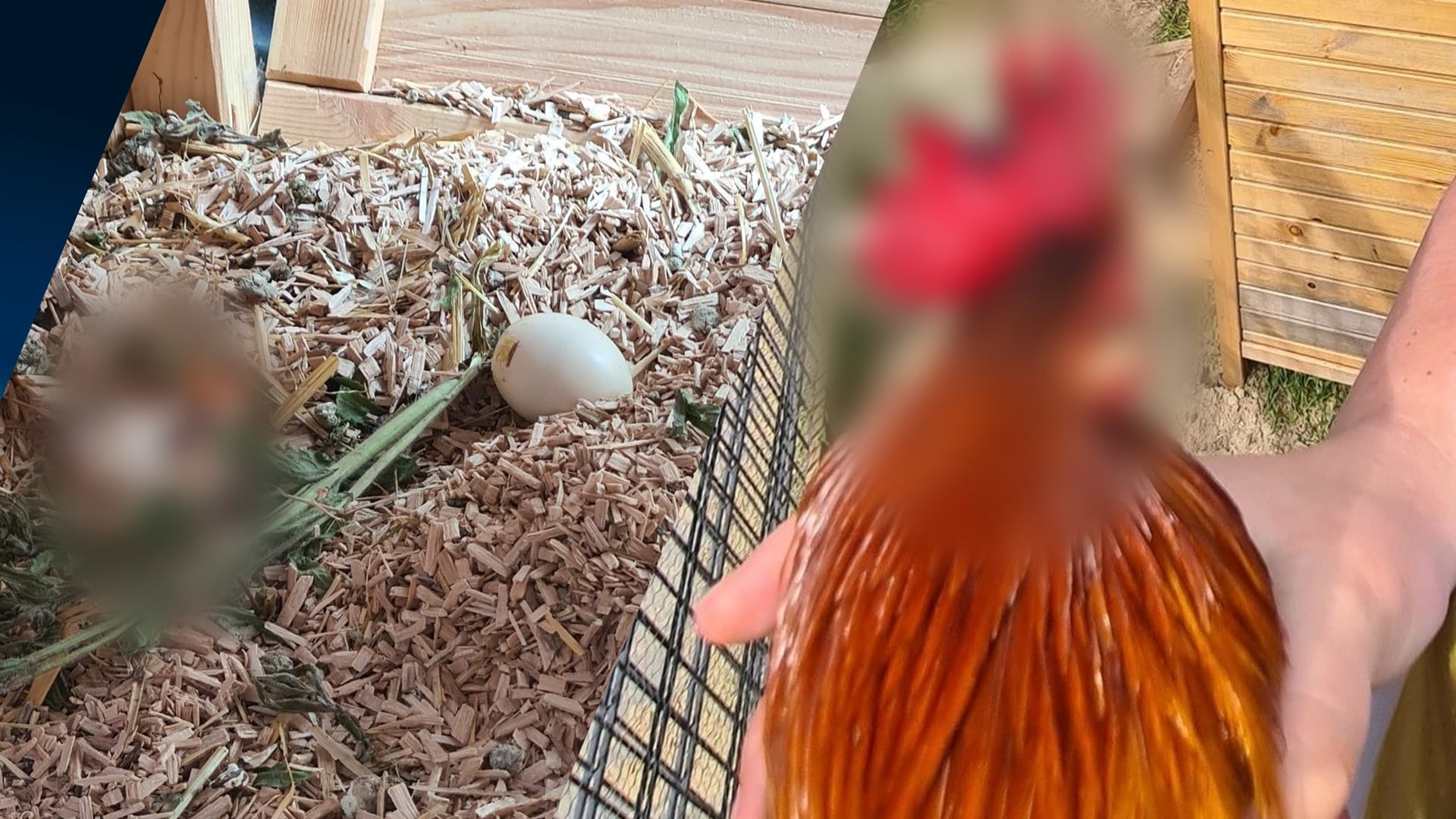 Jongens (10 en 7) breken in bij school en slaan hanenkop met steen in