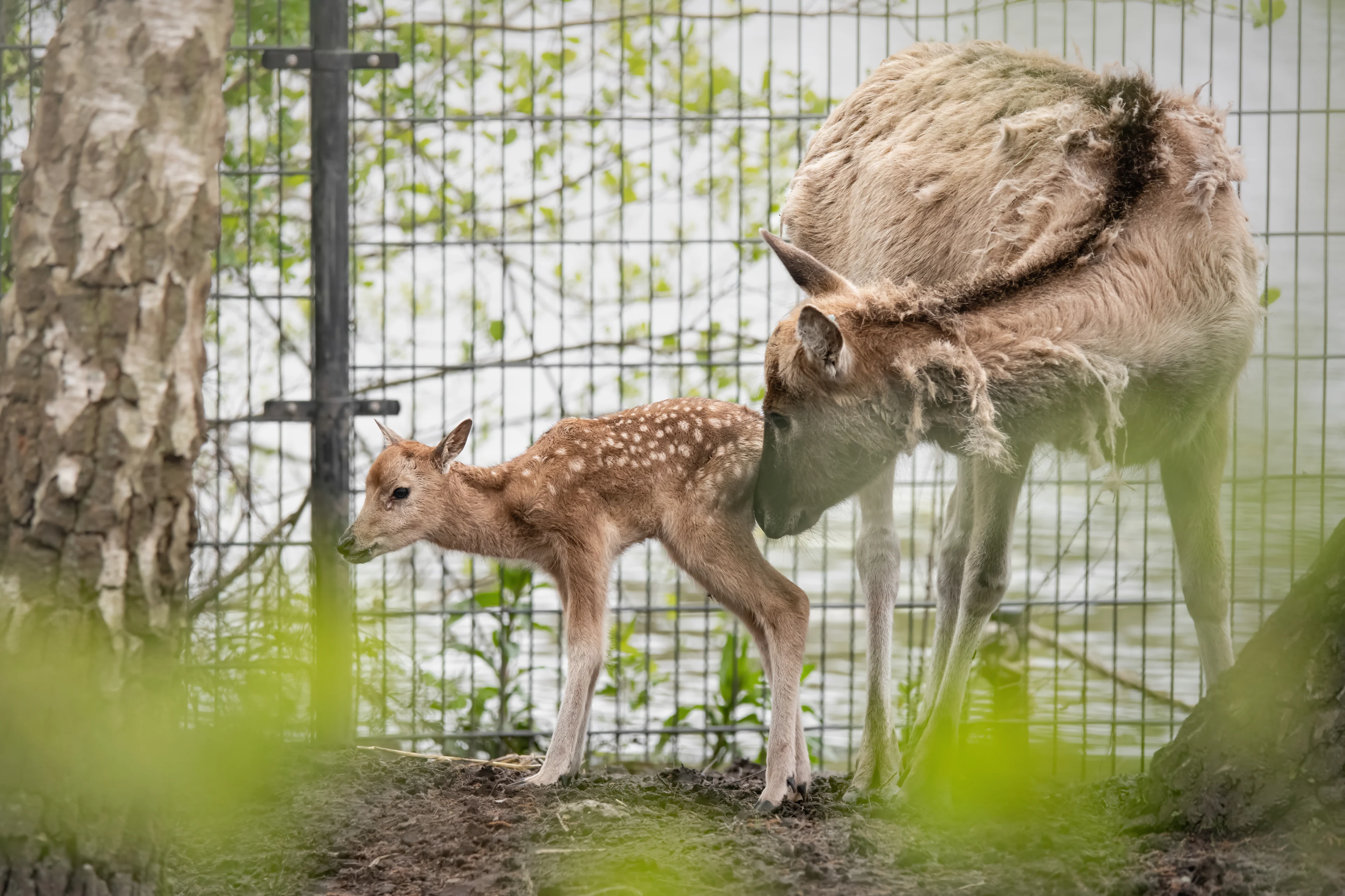 Uiterst zeldzaam: in het wild uitgestorven hertje geboren in AquaZoo