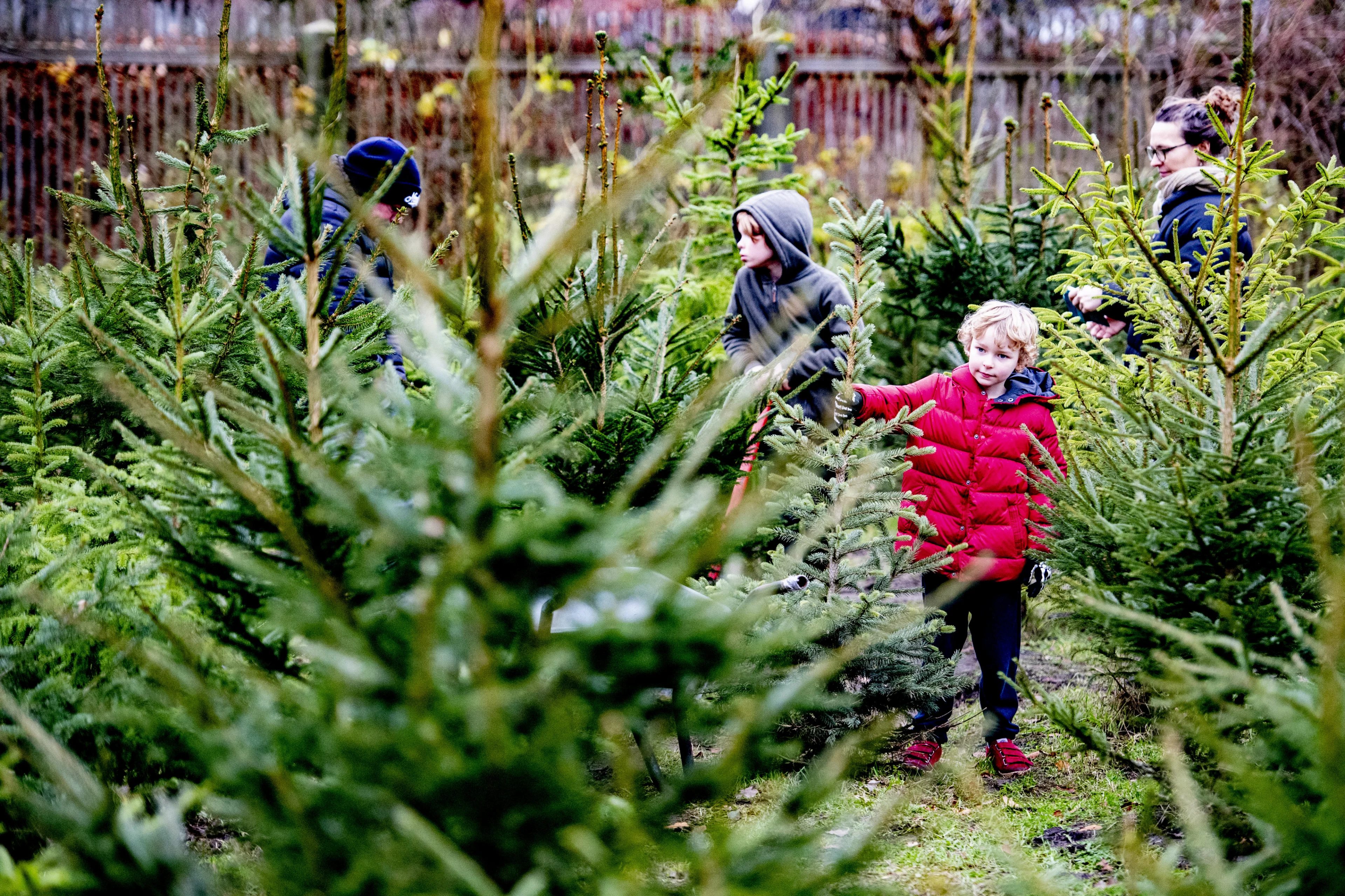 Kerstboomverkoop piekt vroeg dit jaar: 'Mensen zijn kerstbomen aan het hamsteren'