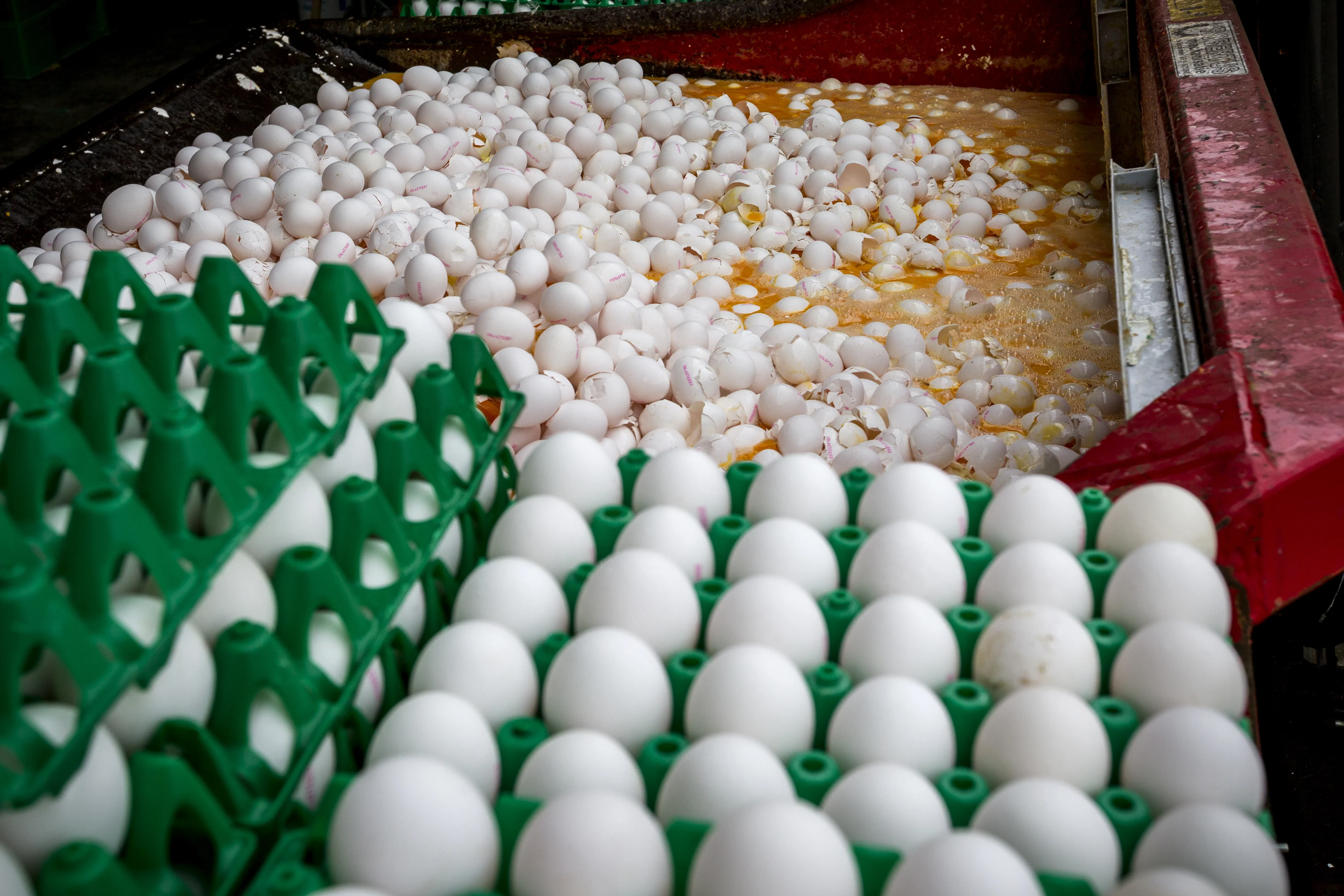 Luizenbestrijders aansprakelijk voor fipronilcrisis, schadevergoeding voor boeren