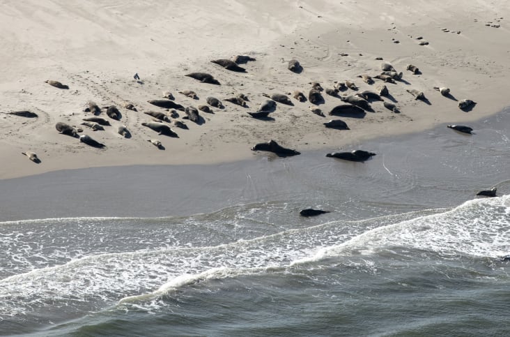 Heuse geboortegolf in Nederlandse Waddenzee: veel jonge zeehonden dit jaar