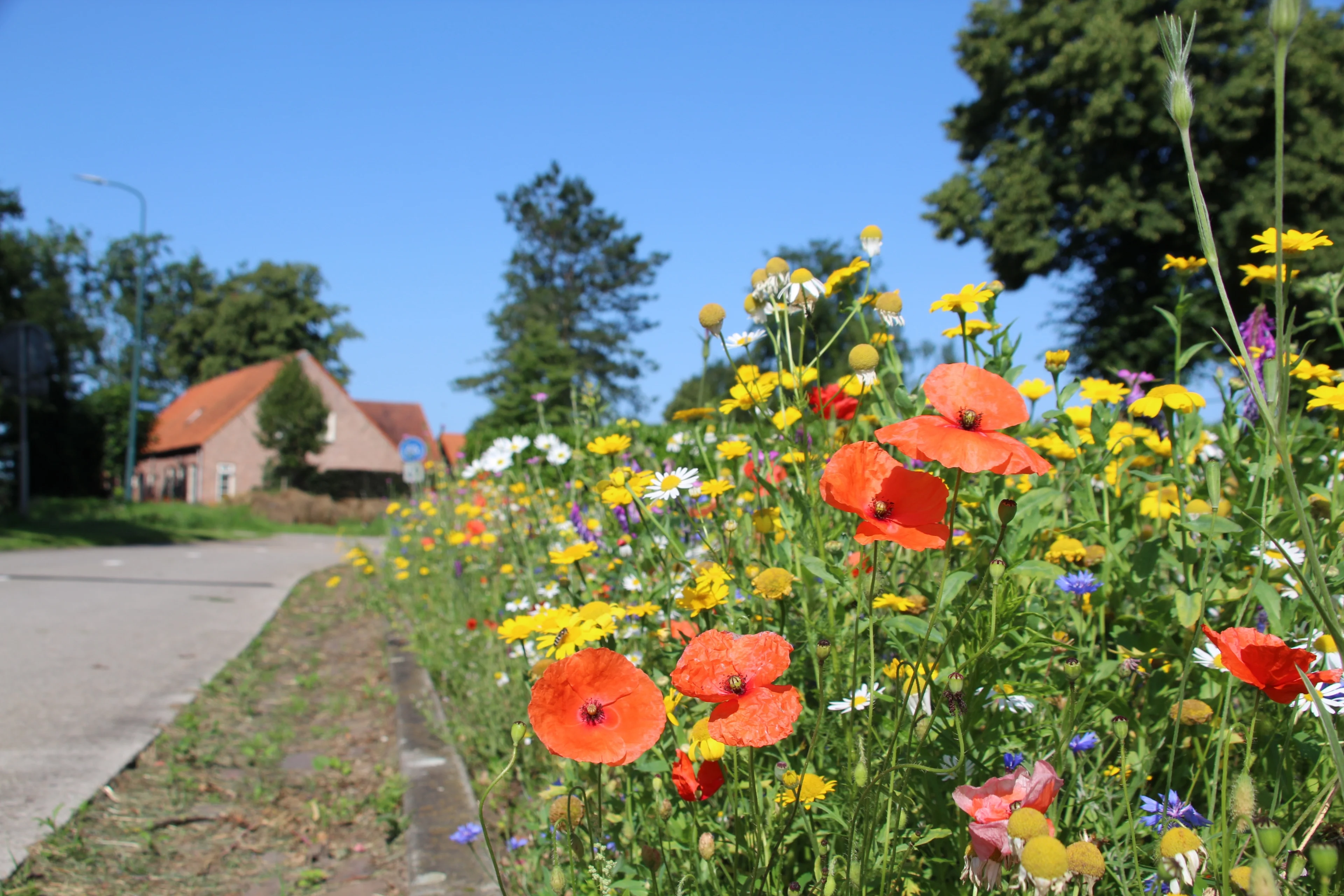 Fraaie zomerweer lijkt de hele week aan te houden