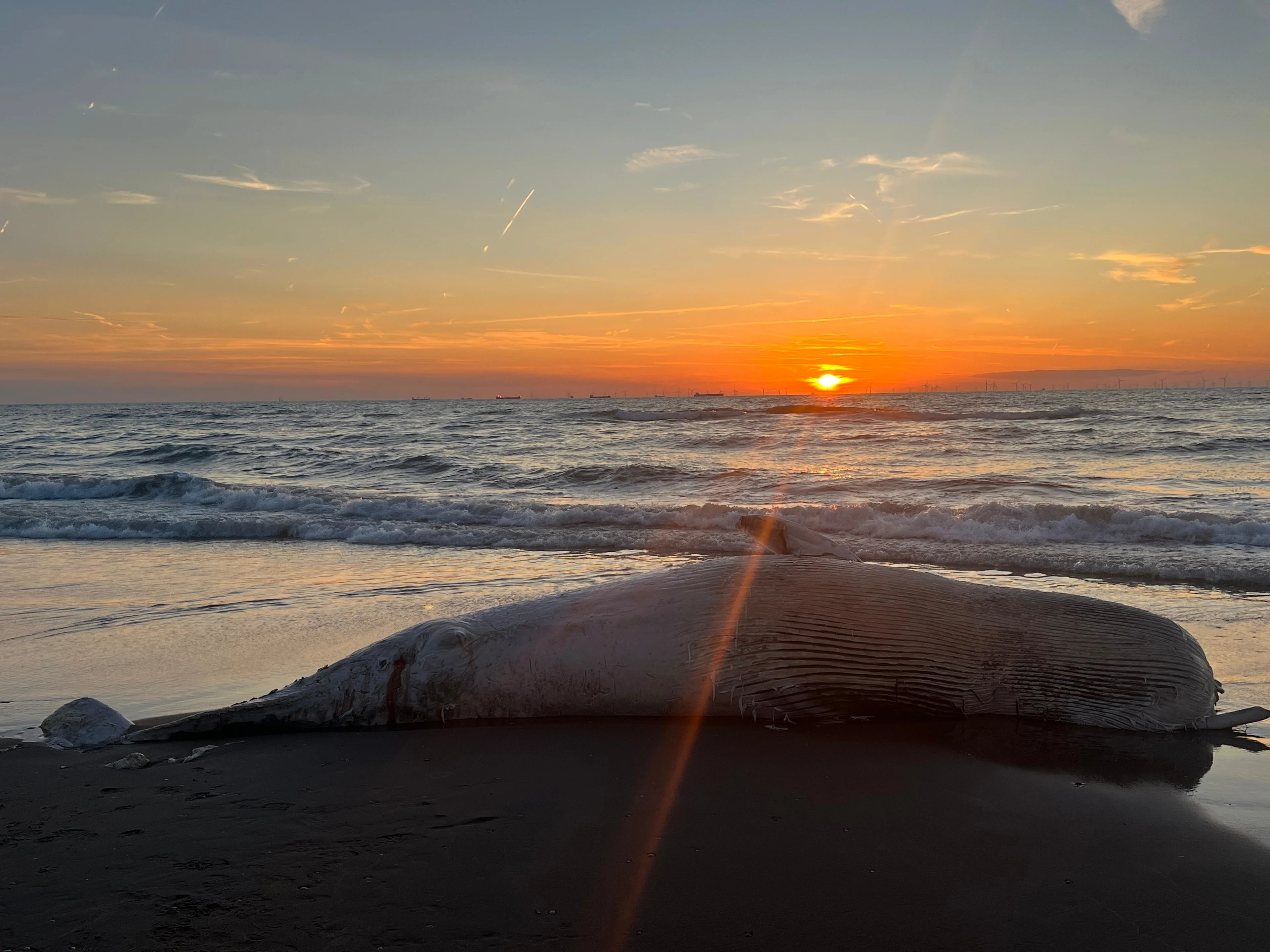 Dwergvinvis van 6 meter aangespoeld bij strand in Katwijk