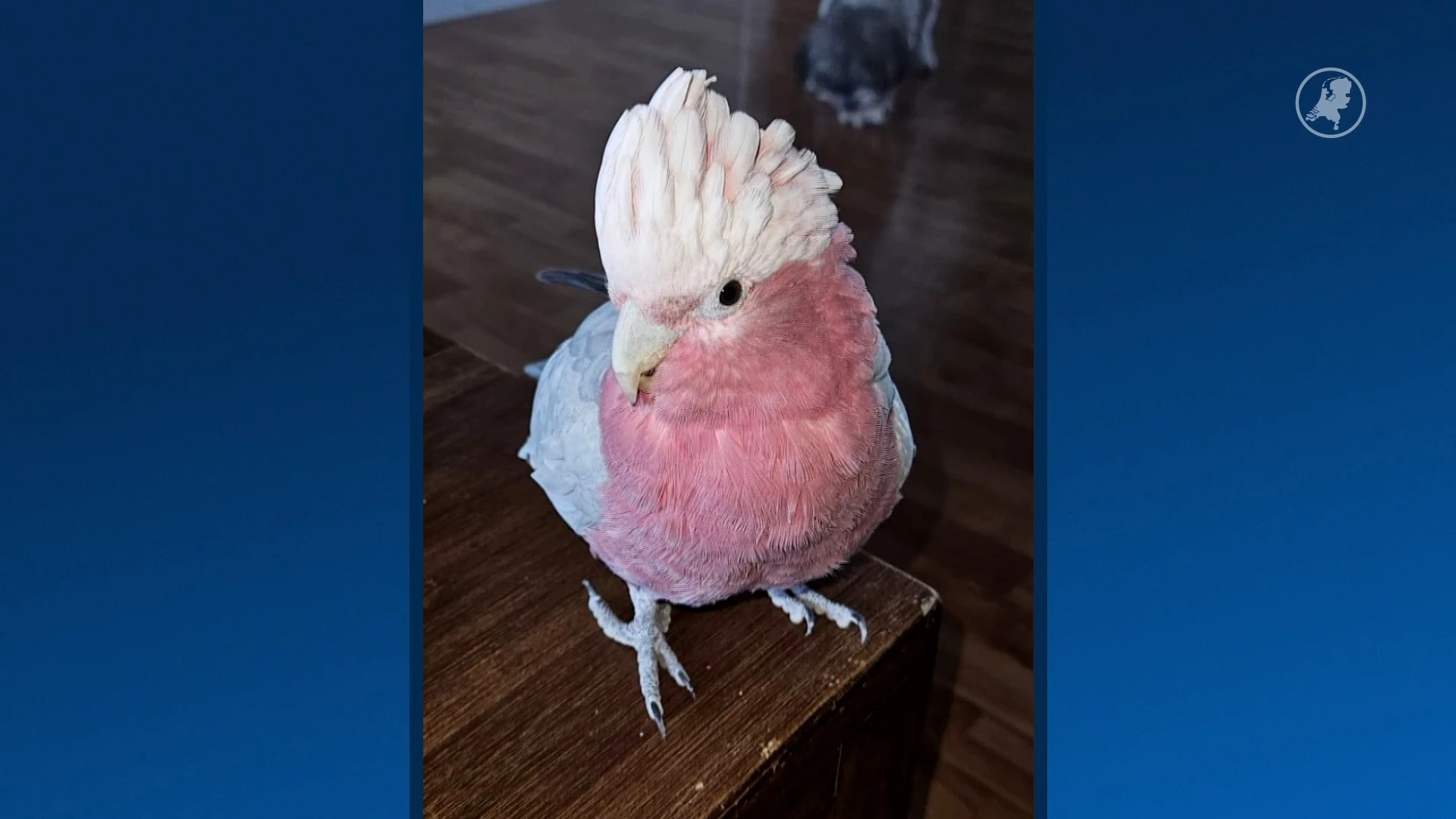 Cindy uit Eindhoven in tranen: kaketoe Kaya nog altijd vermist