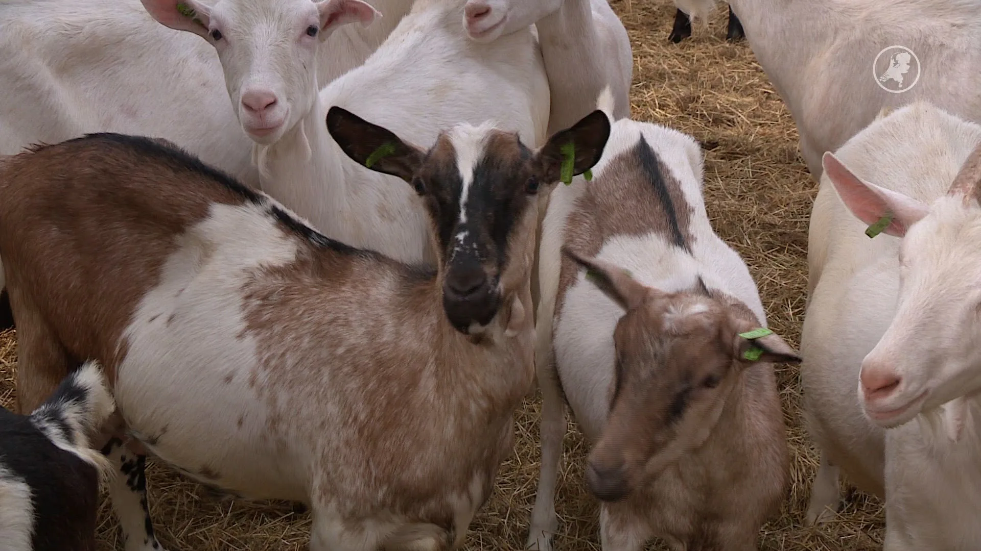 'Vakbond wil arbeidsrechten voor dieren in de veehouderij'